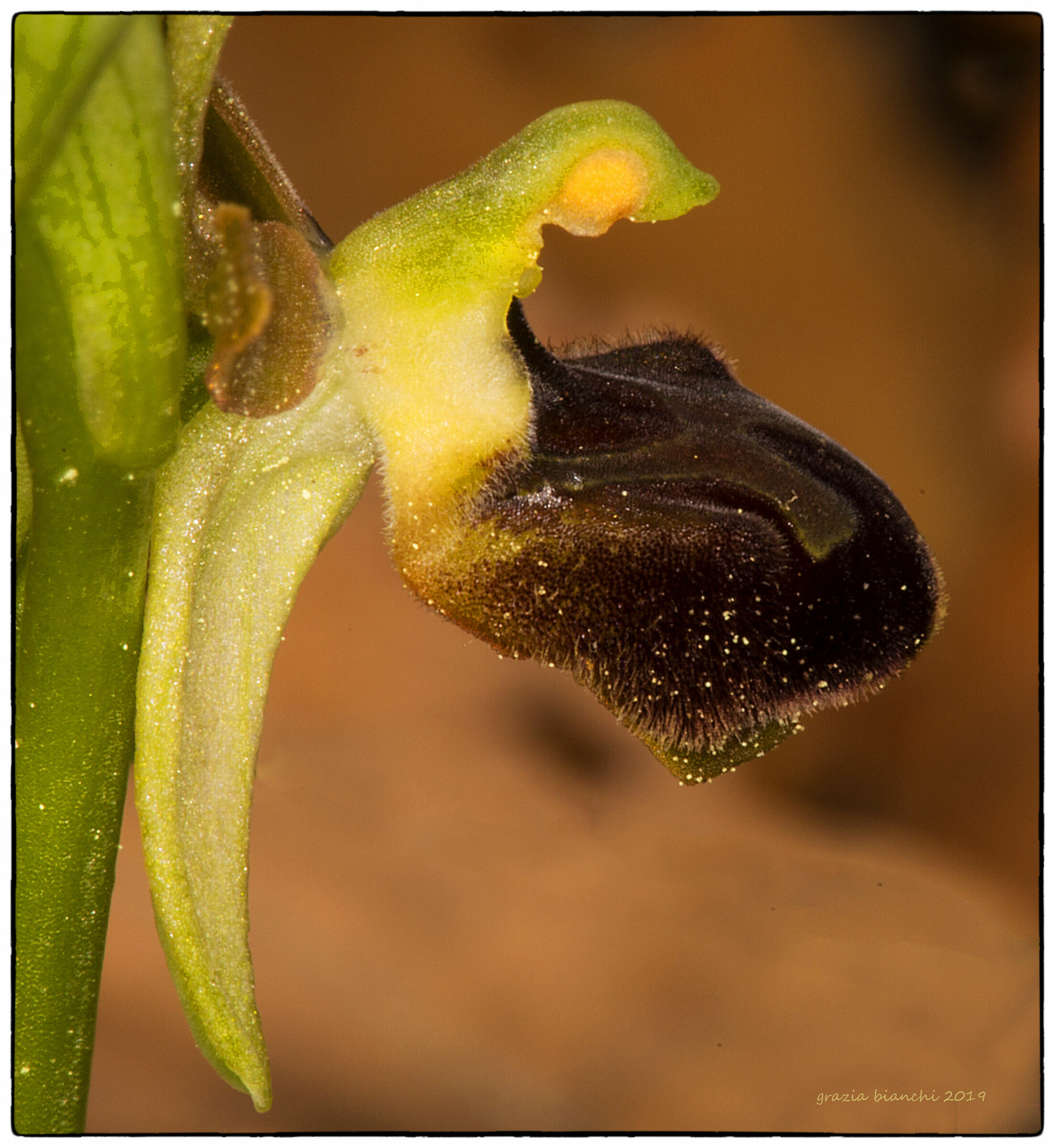Orchidea spontanea - Ophrys Sphegodes - Zona pontassiev...