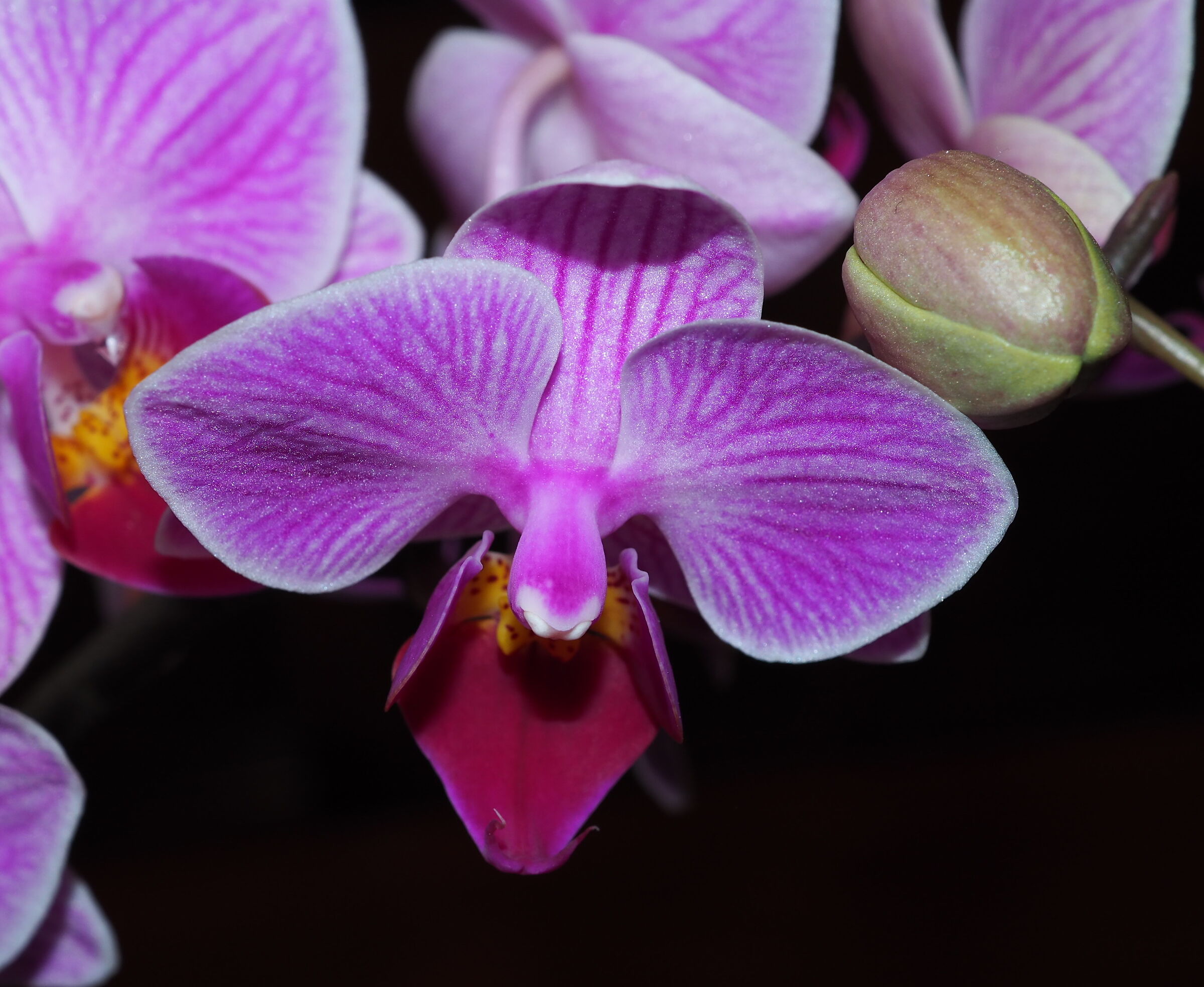 orchidea...