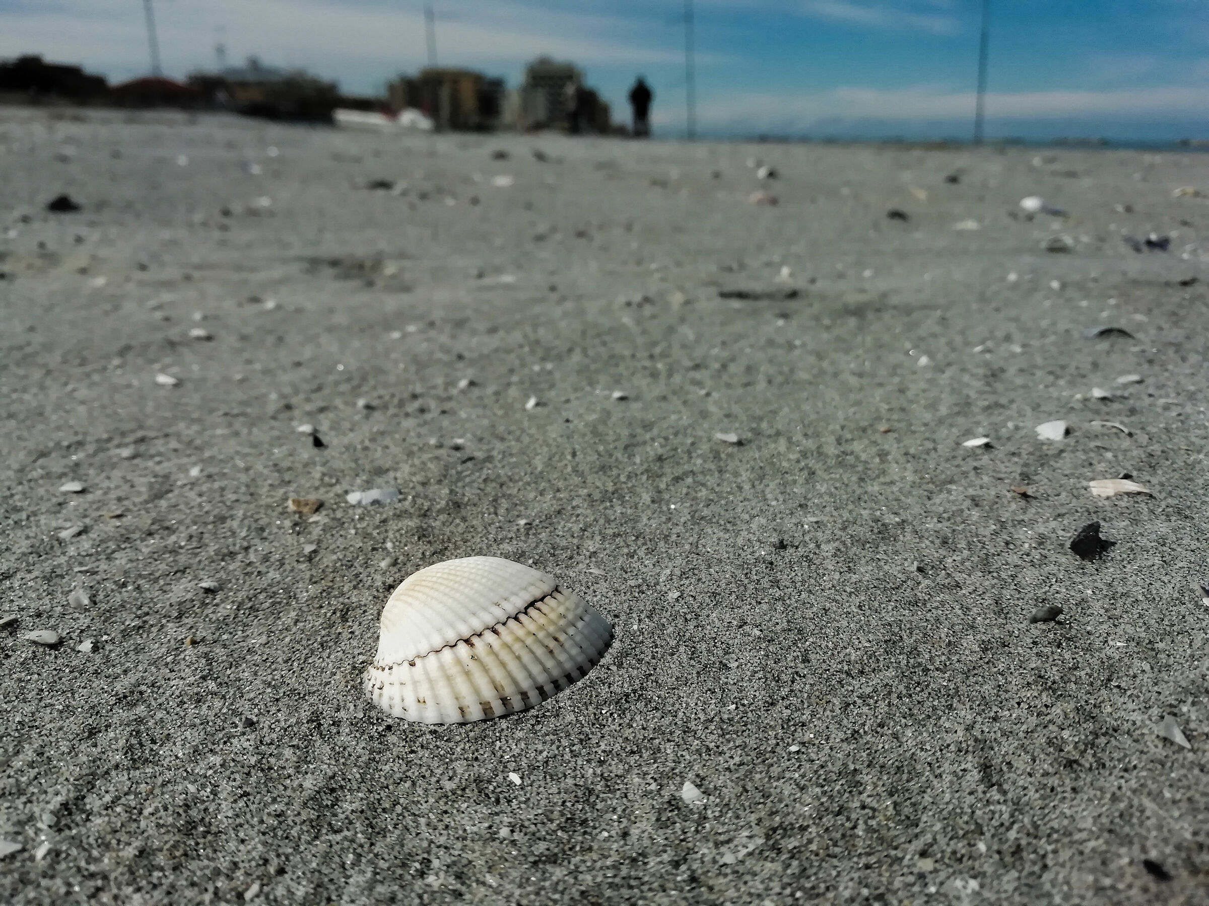 Shells and remains...
