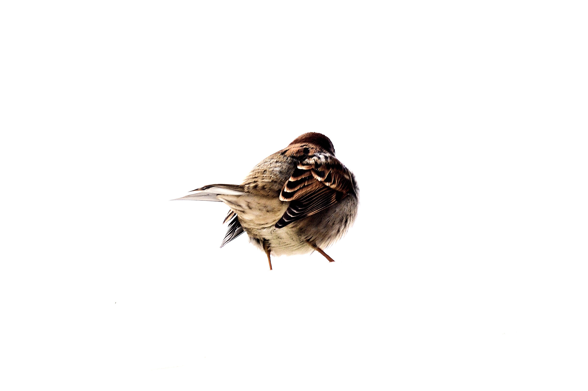 Lonely Sparrow...