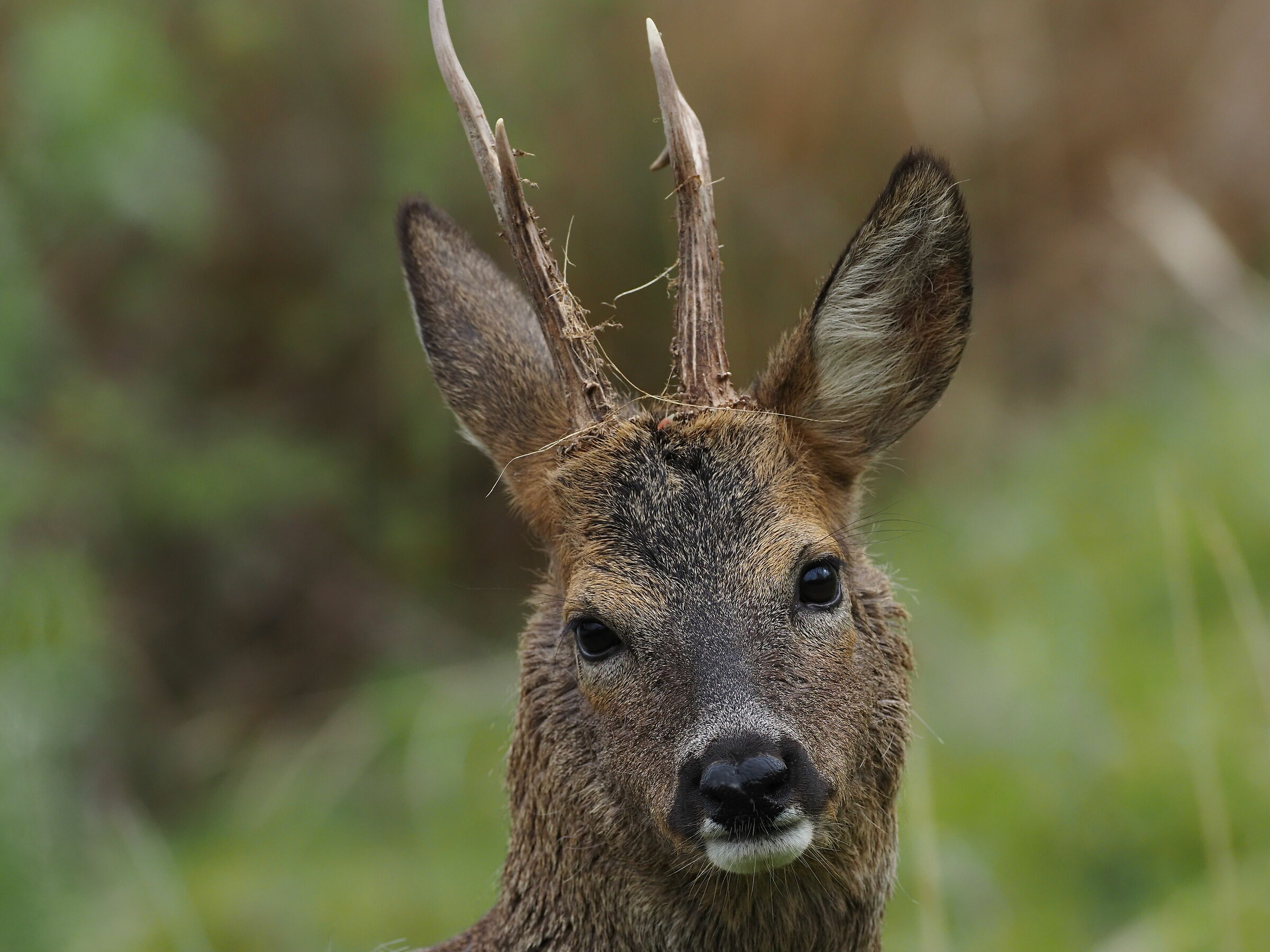 Adult male roe Deer ...
