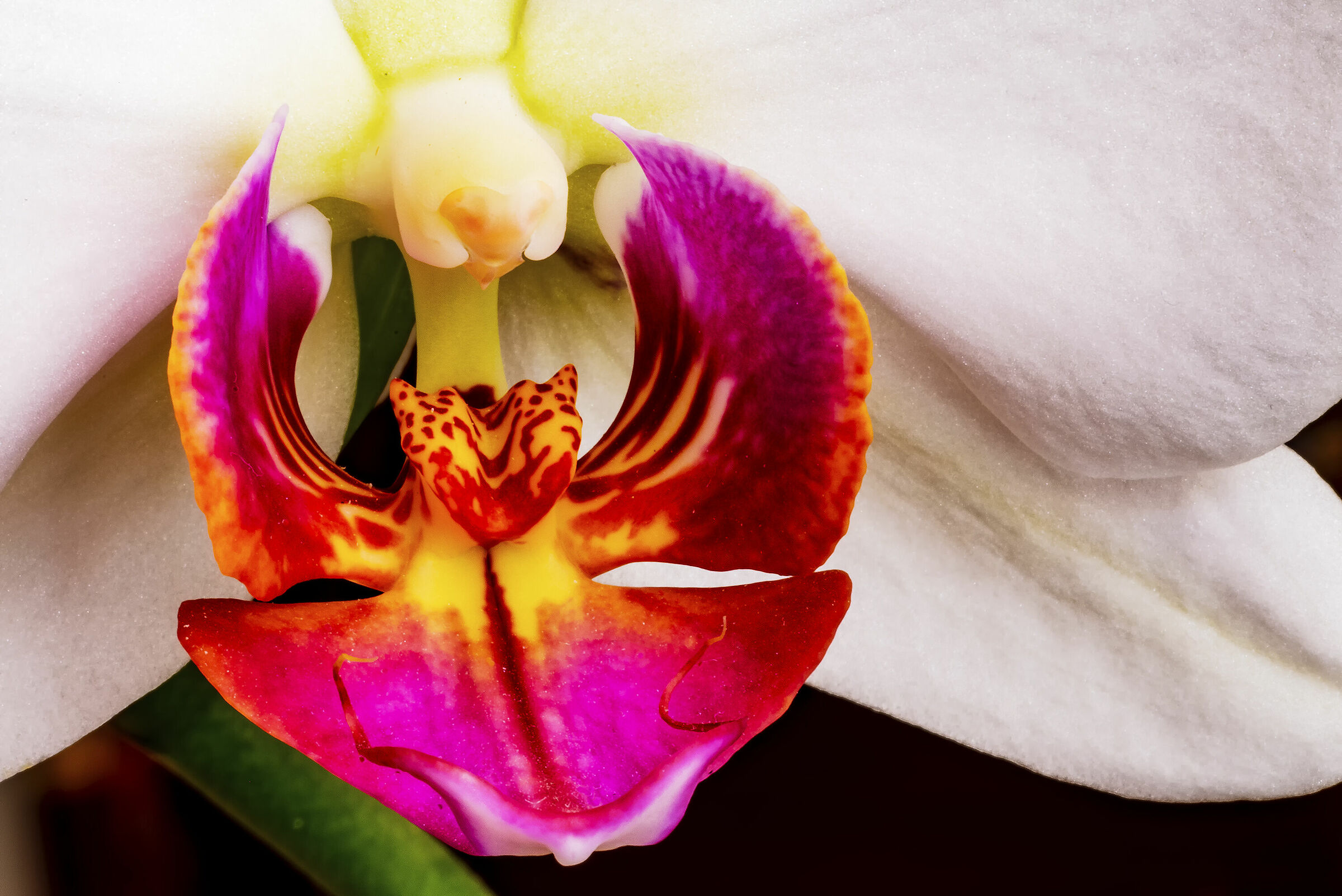 Il cuore della Orchidea Bianca...