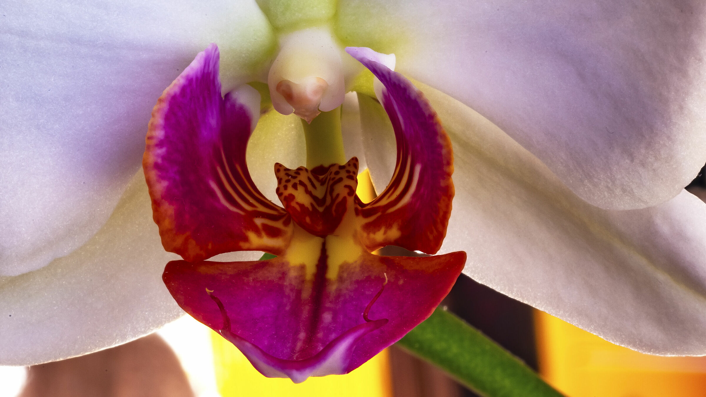IL cuore della Orchidea Bianca...