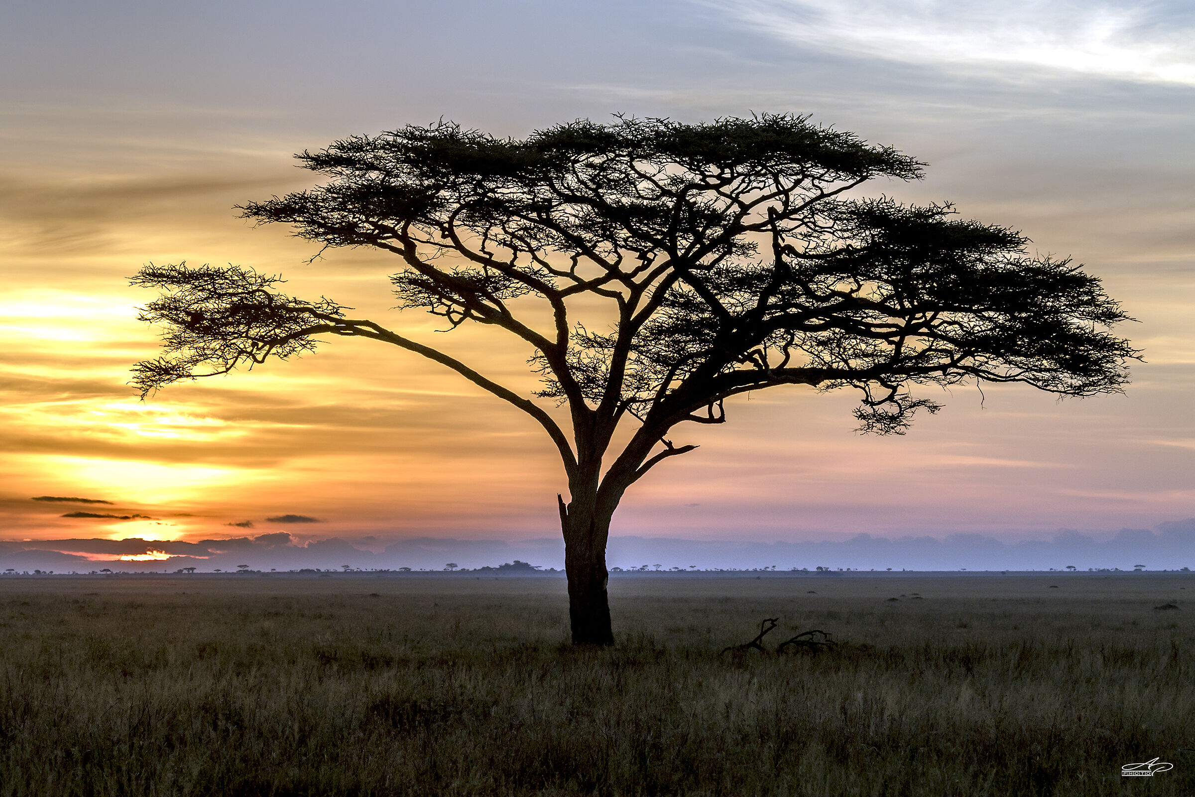Serengeti - Il nuovo giorno dell'acacia.....