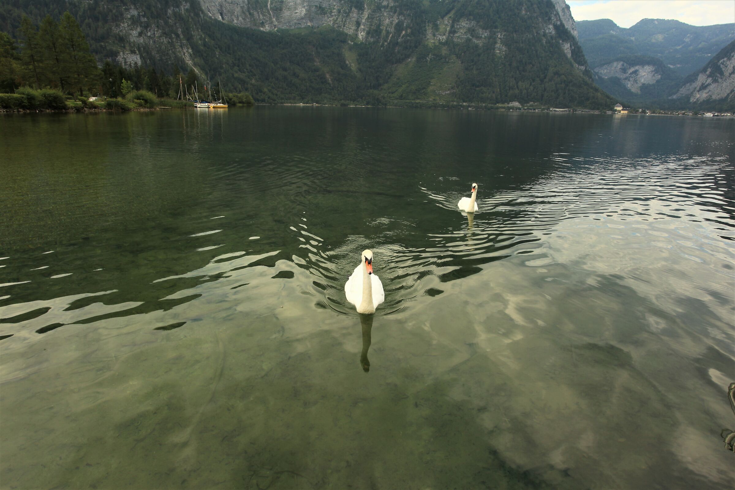 Swans of Obertraun...