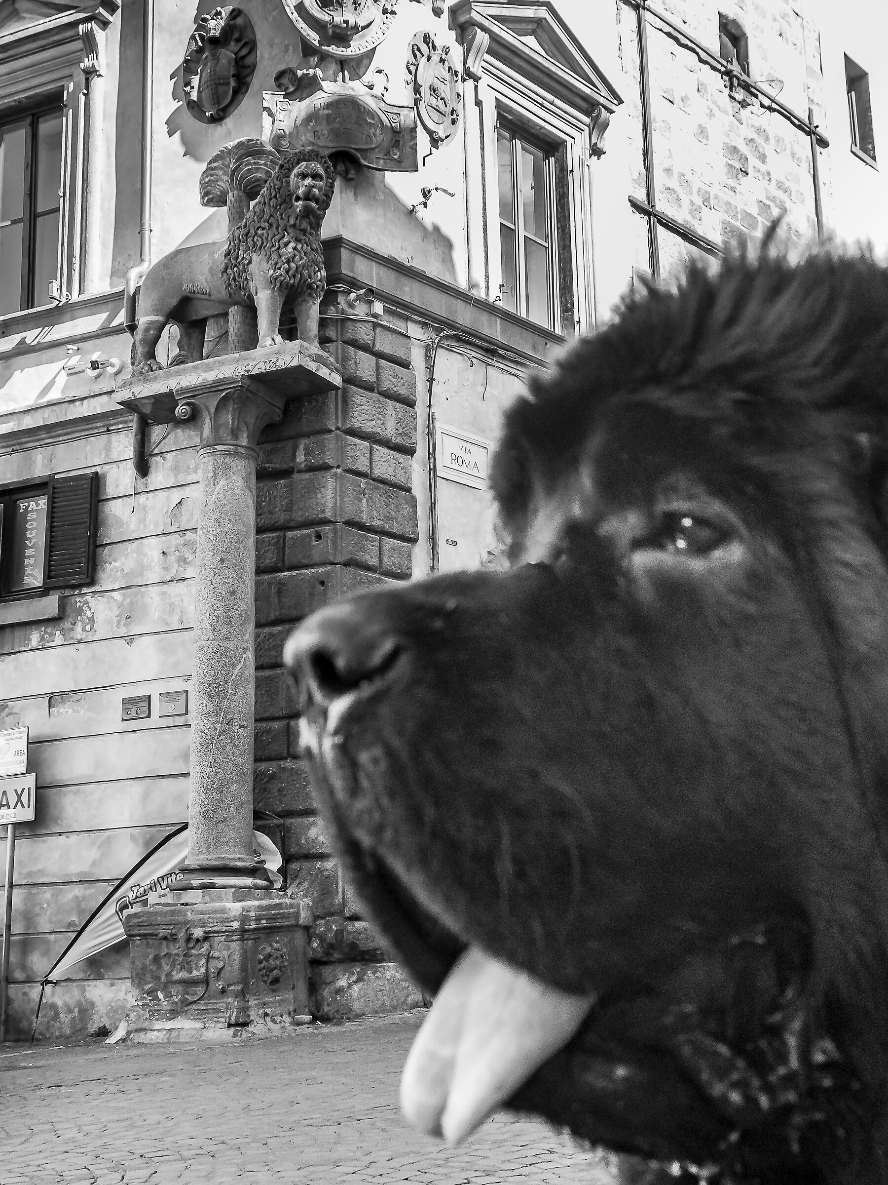 Viterbo, Piazza del Plebiscito, meeting Newfoundland Dogs...