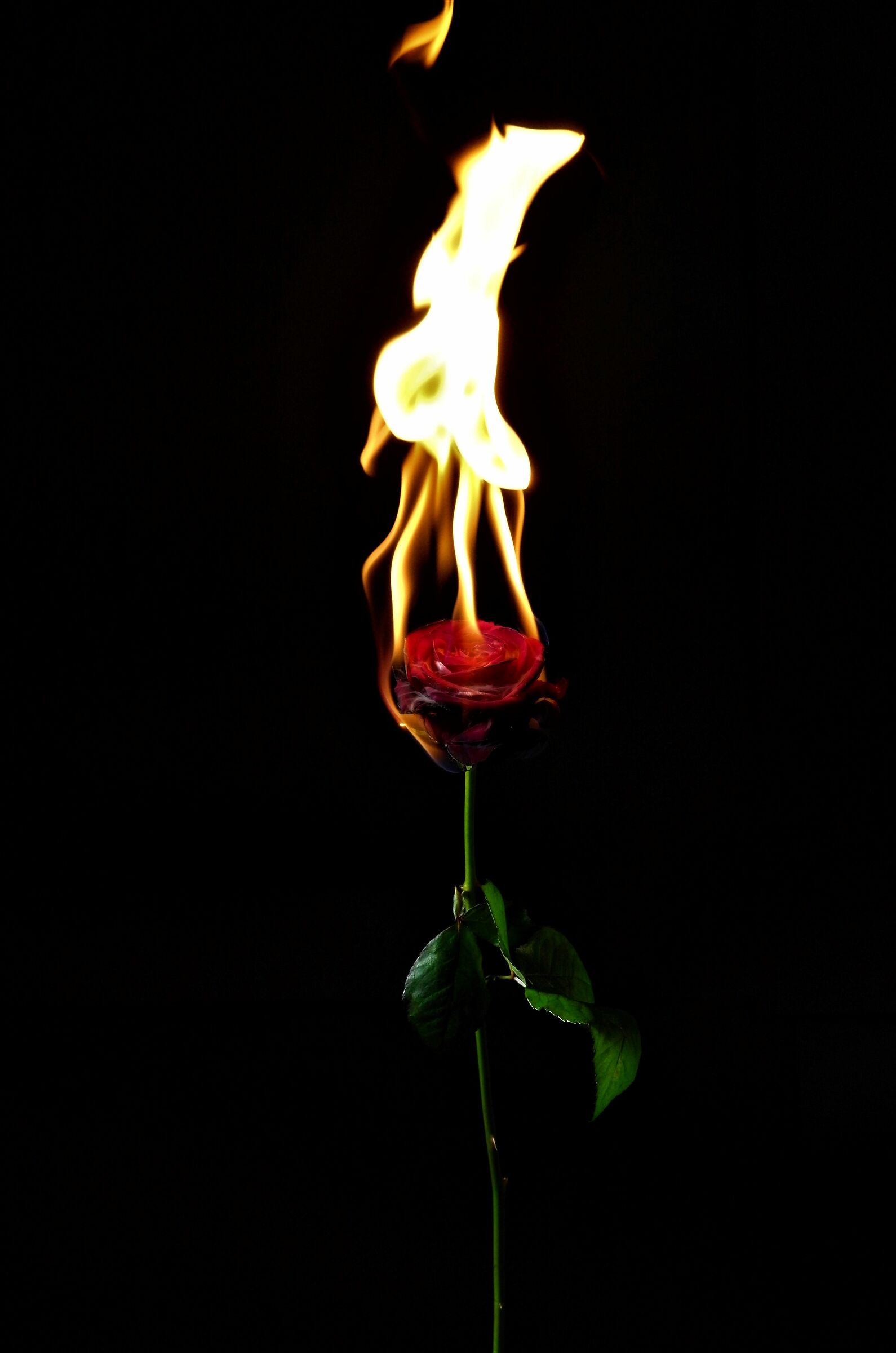 Rose Flame...