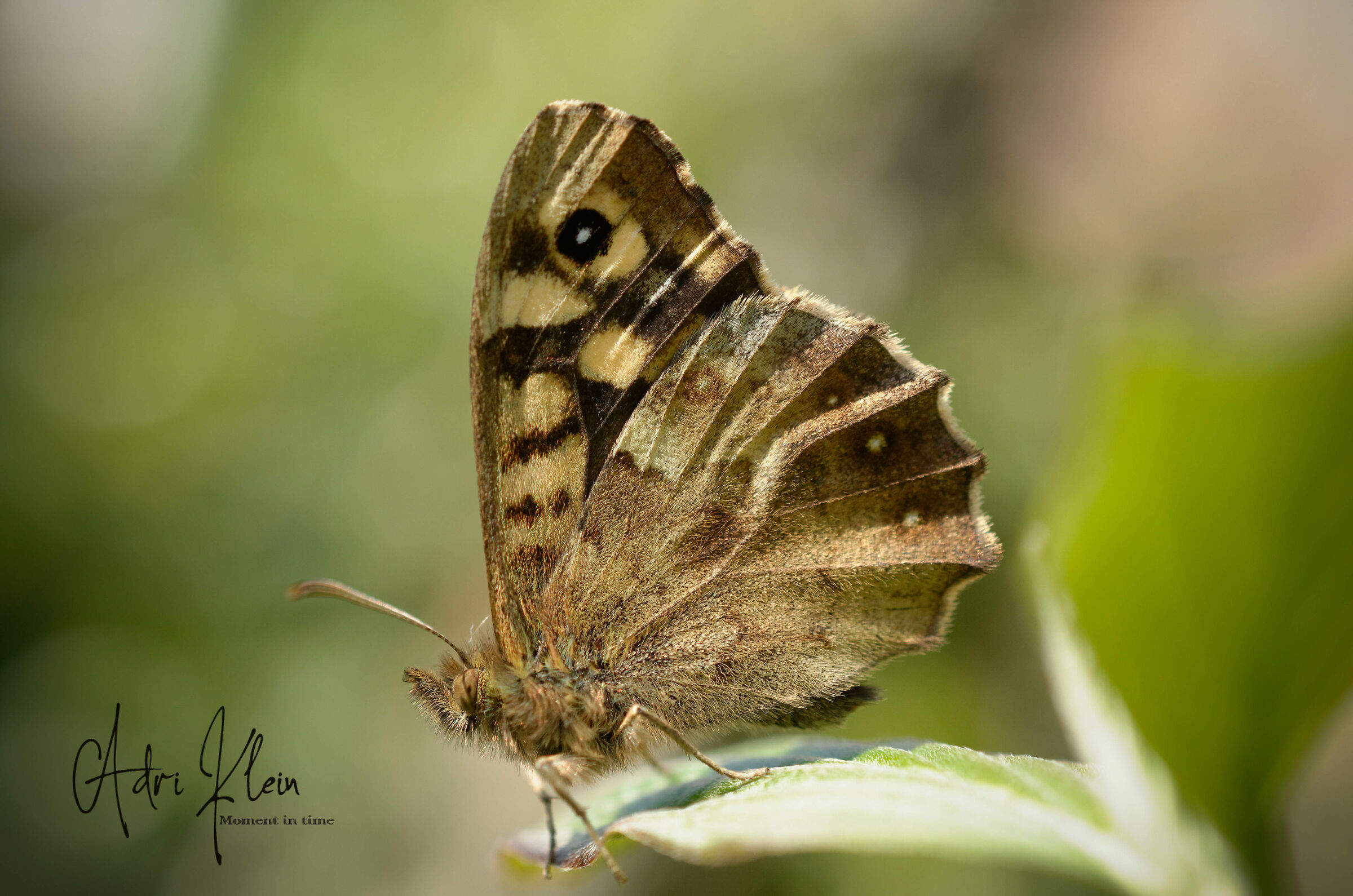 speckled wood...