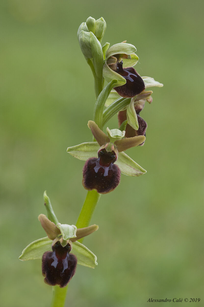 Ophrys sphegodes 9224...