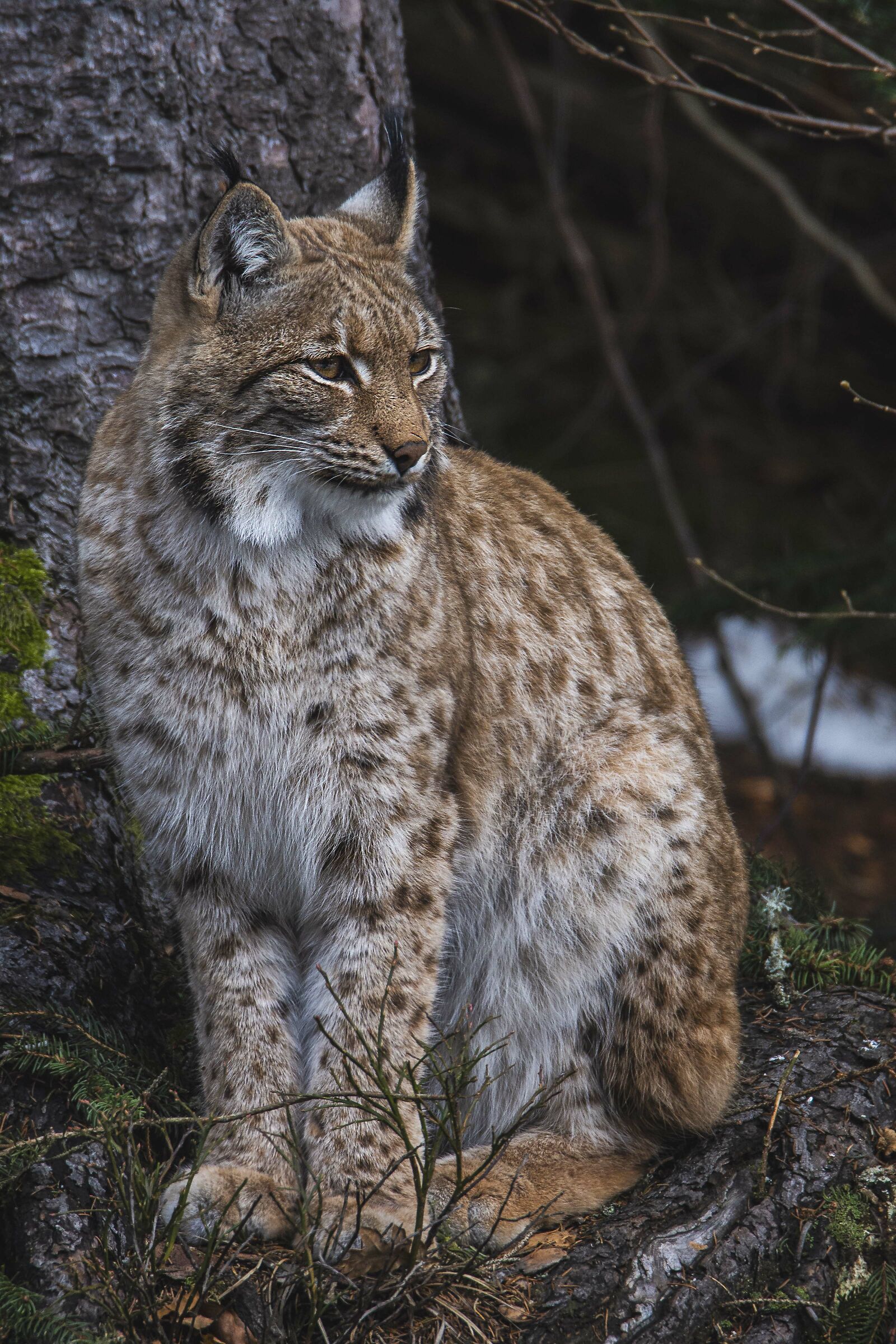 Red Lynx...