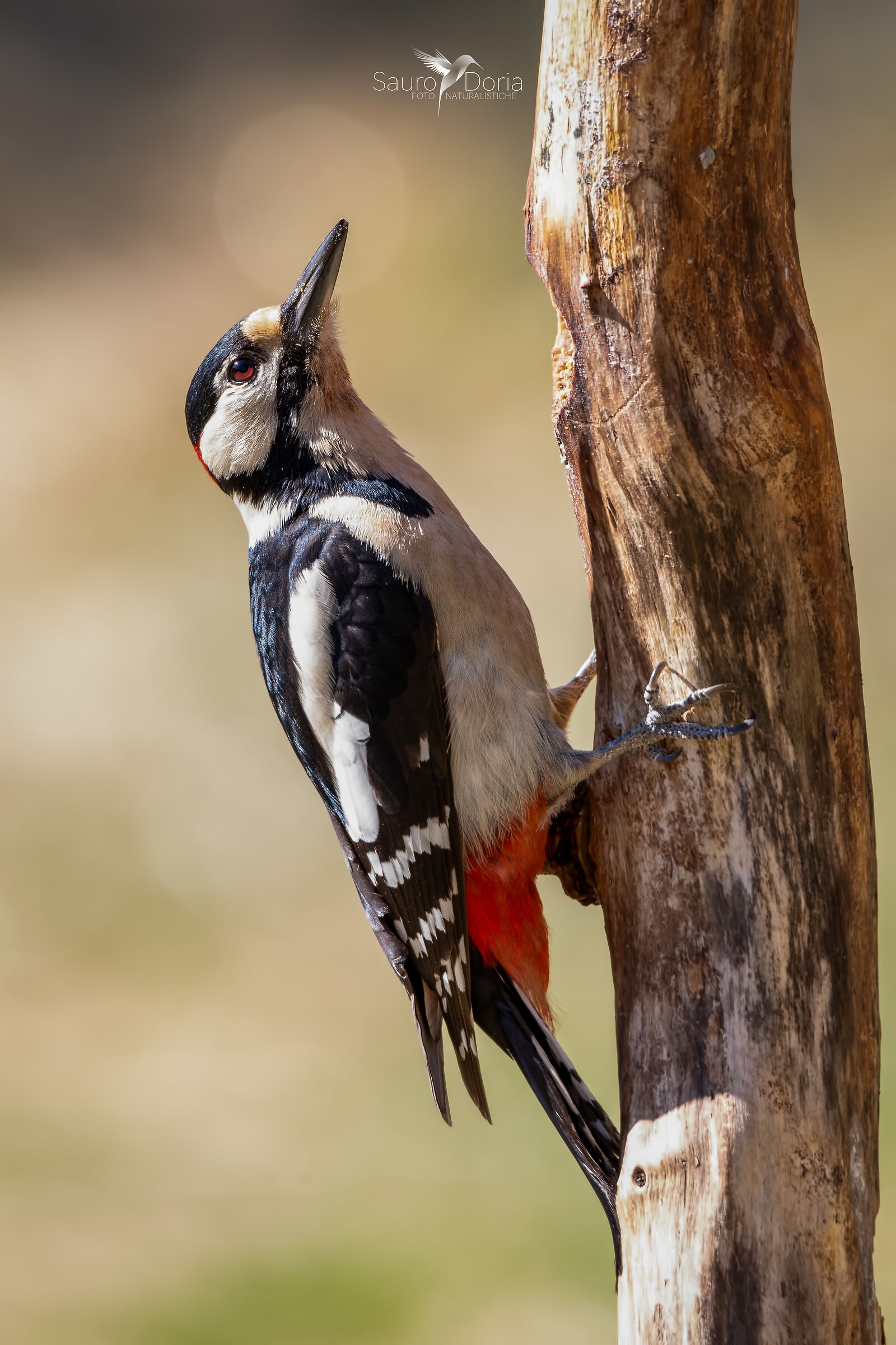 Senior Red Woodpeckers, male...