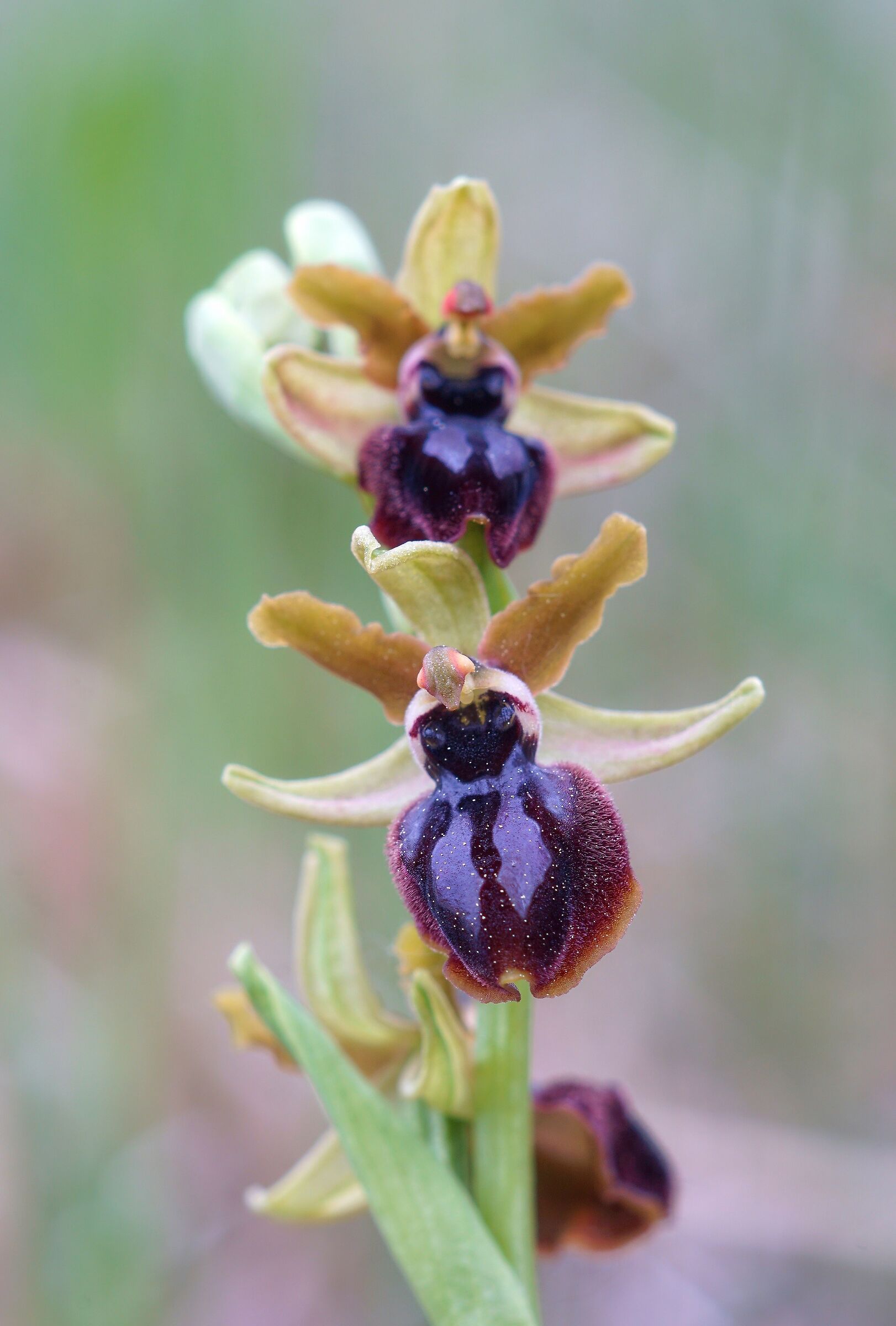 Ophrys passionis subsp. garganica...
