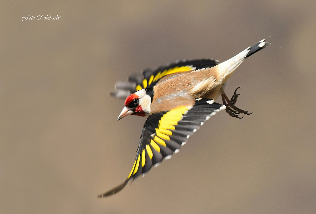 Dive Goldfinch......