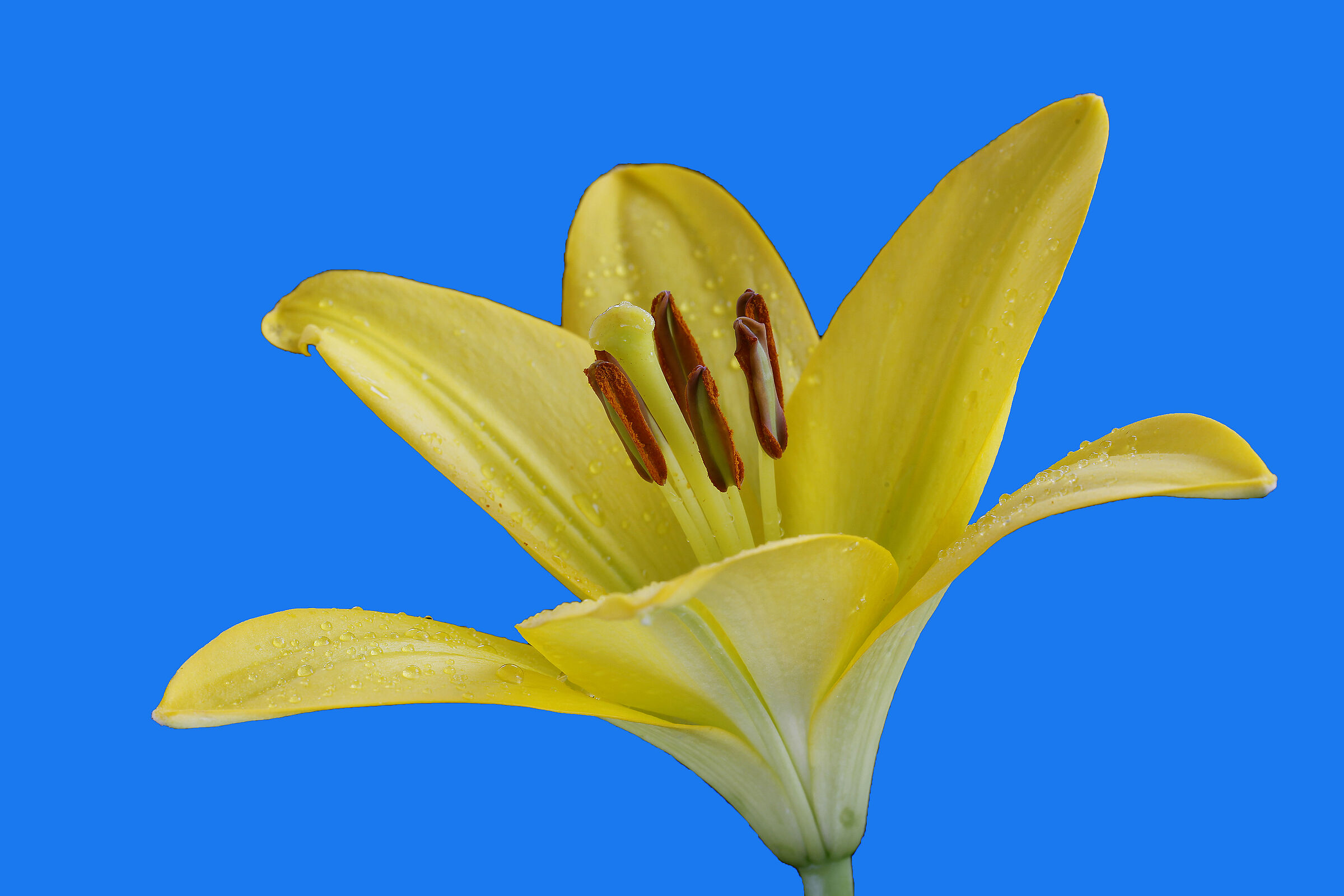 Lily on blue background...