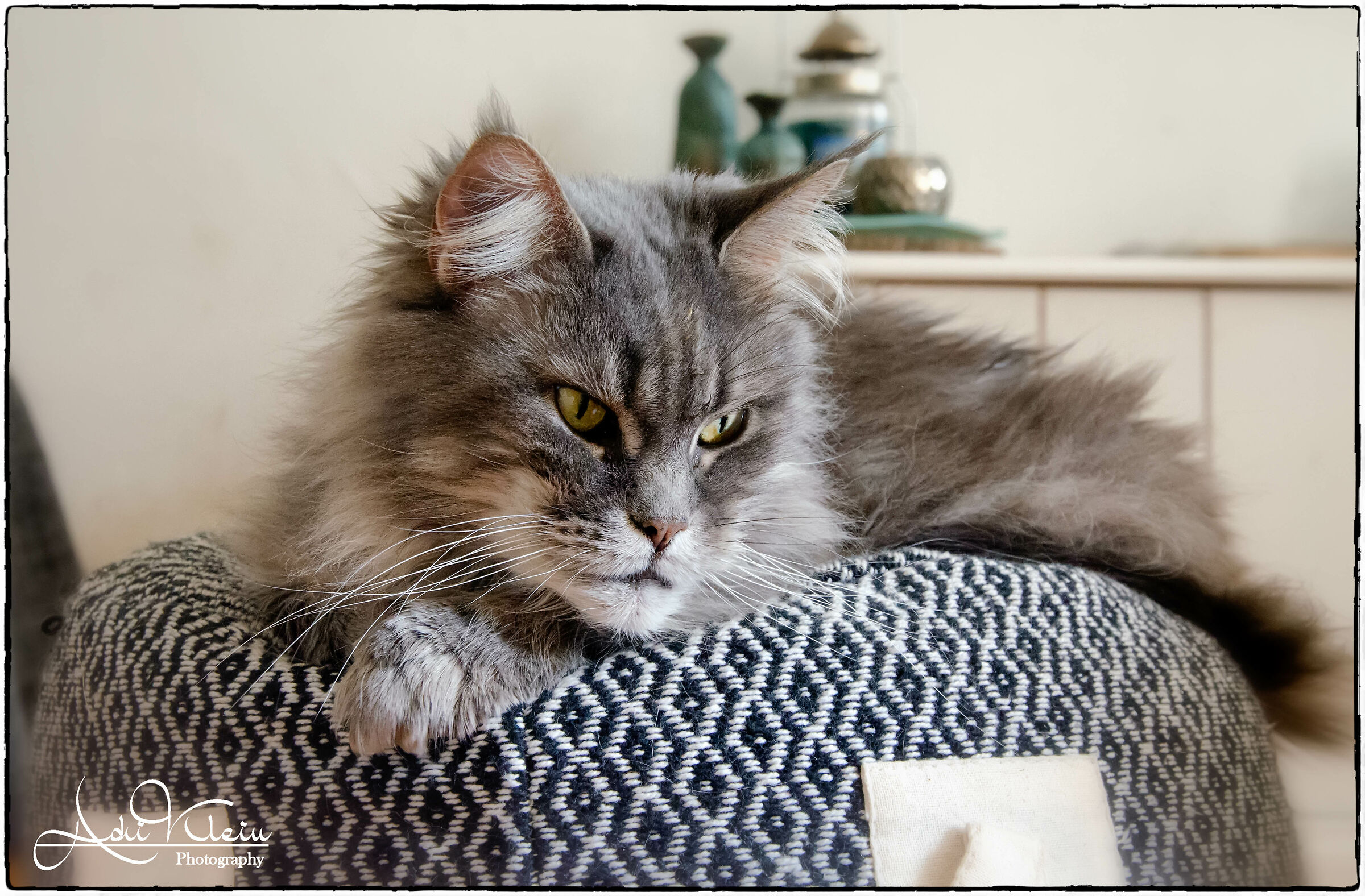 Maine Coon Miho...