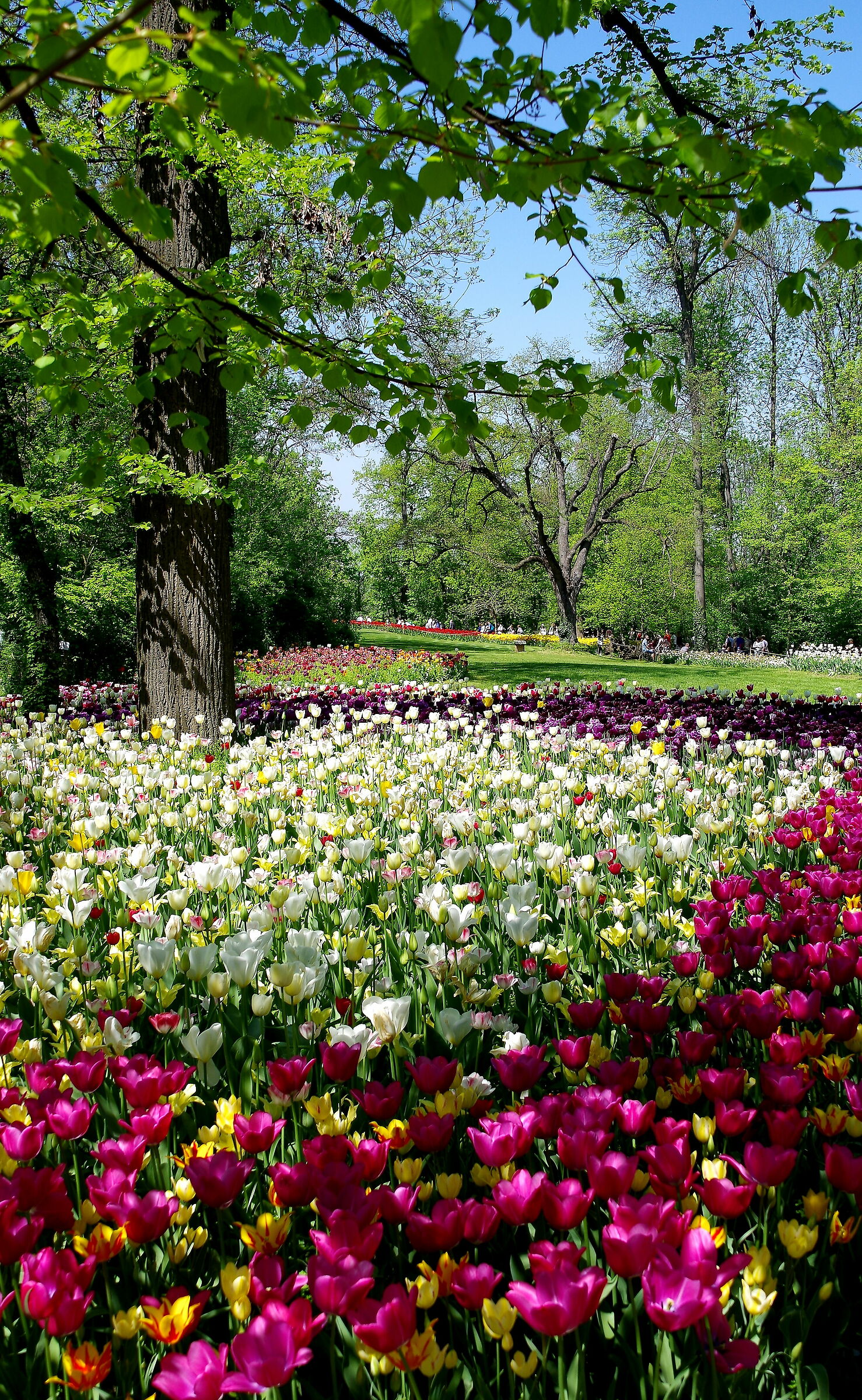 Tulips in the park of Pralormo...