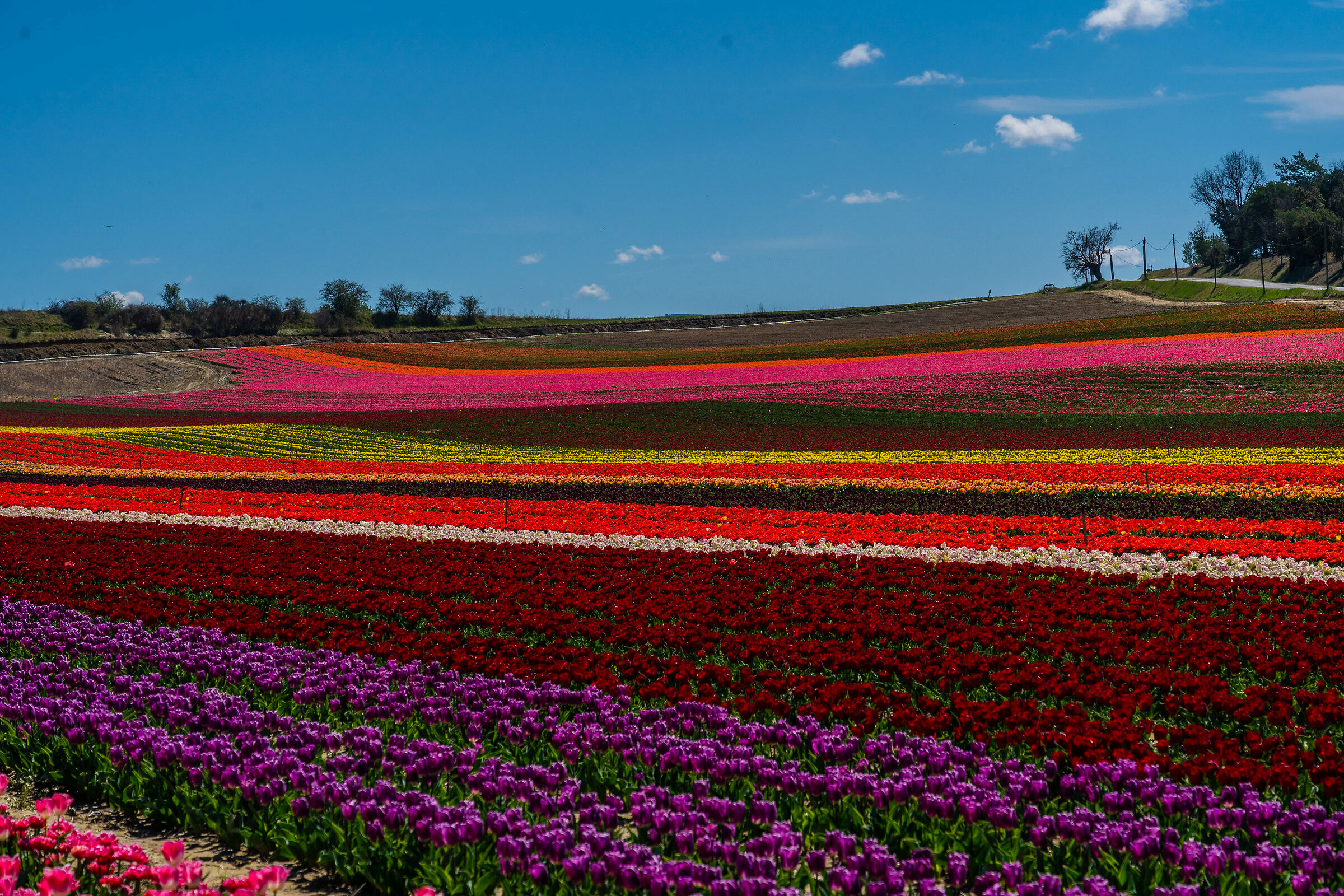 TULIPS AT LURS ...