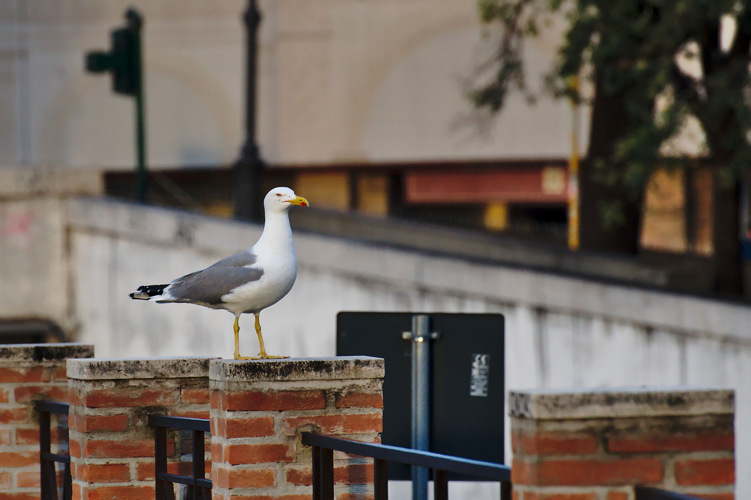 Seagulls Urban 3...