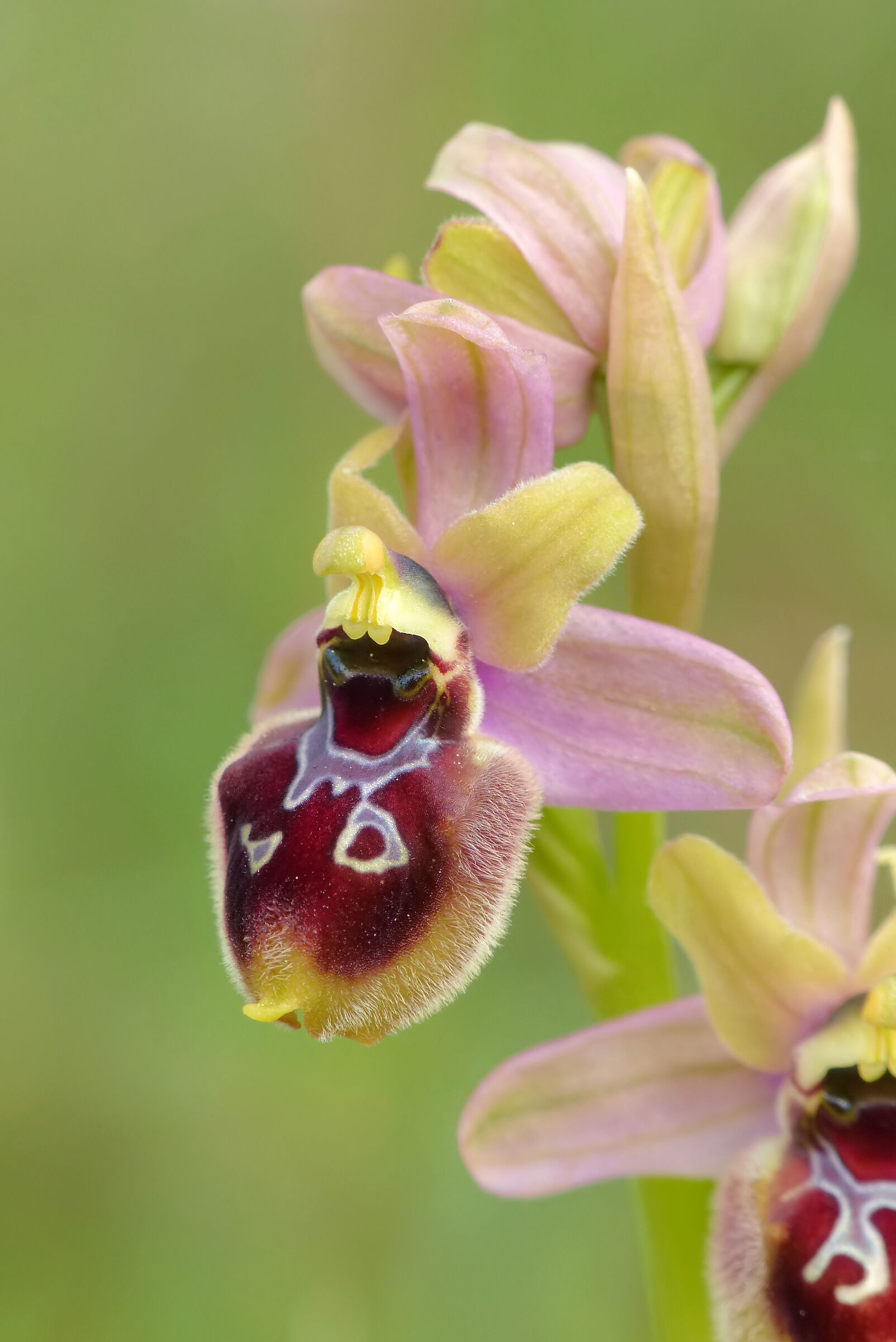 Ophrys incubacea x Ophrys ophrys subsp. Neglec...
