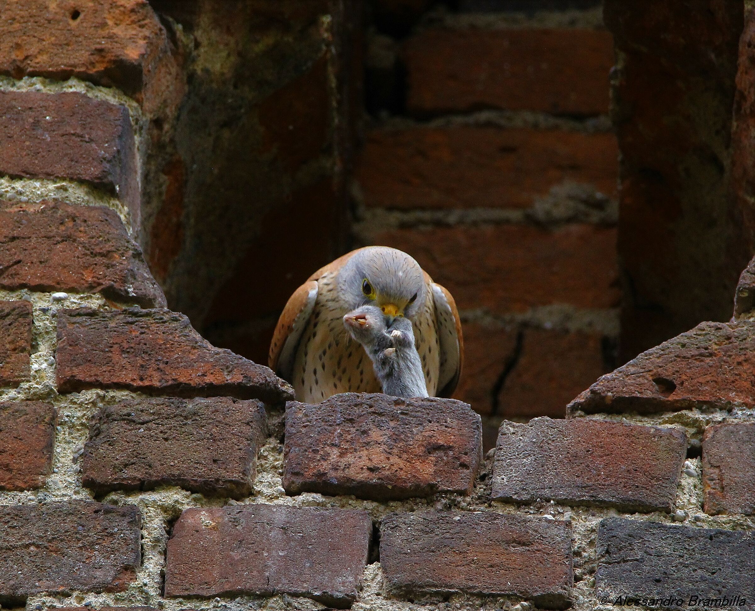 Kestrel with Mouse...