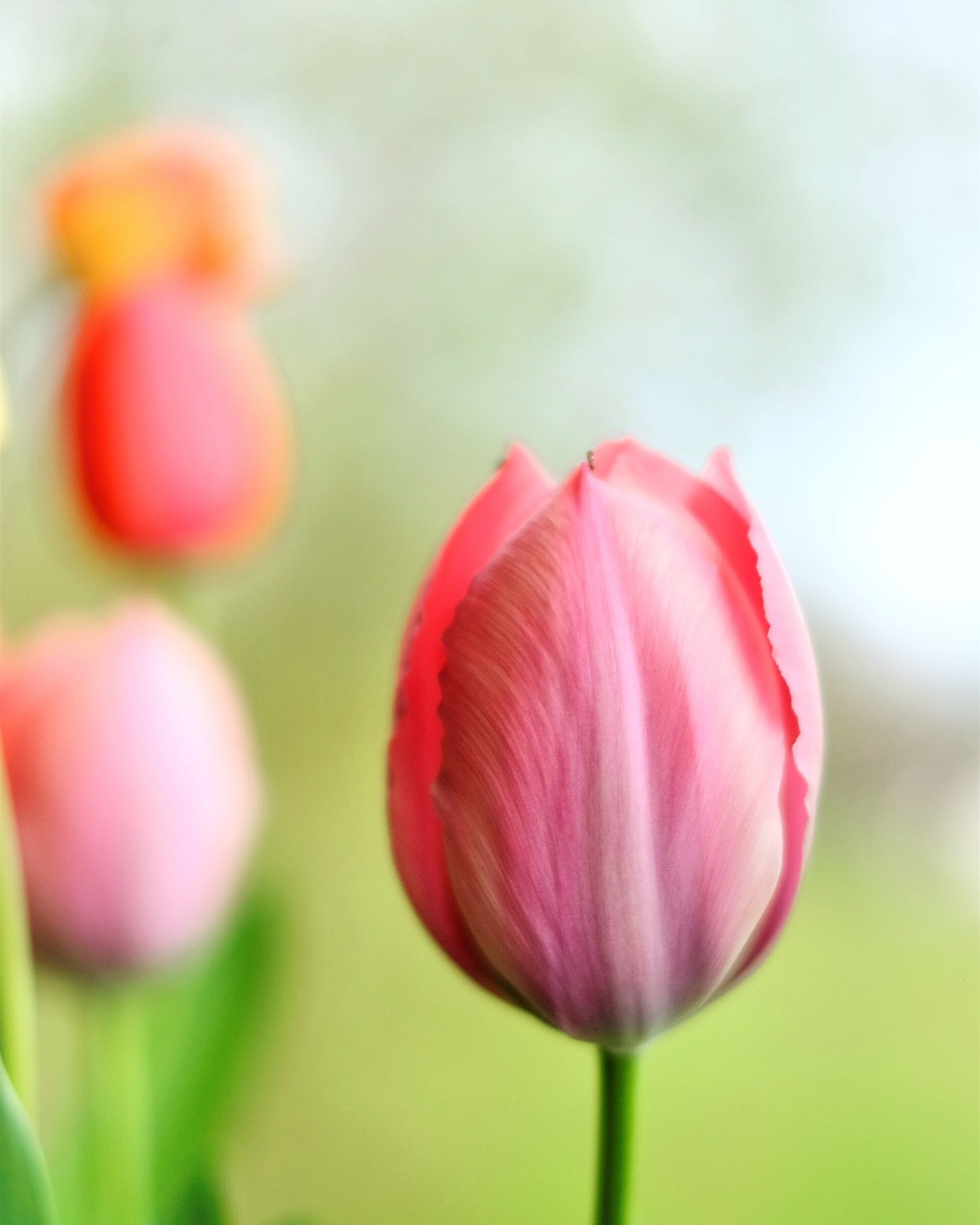 Pink Tulips...