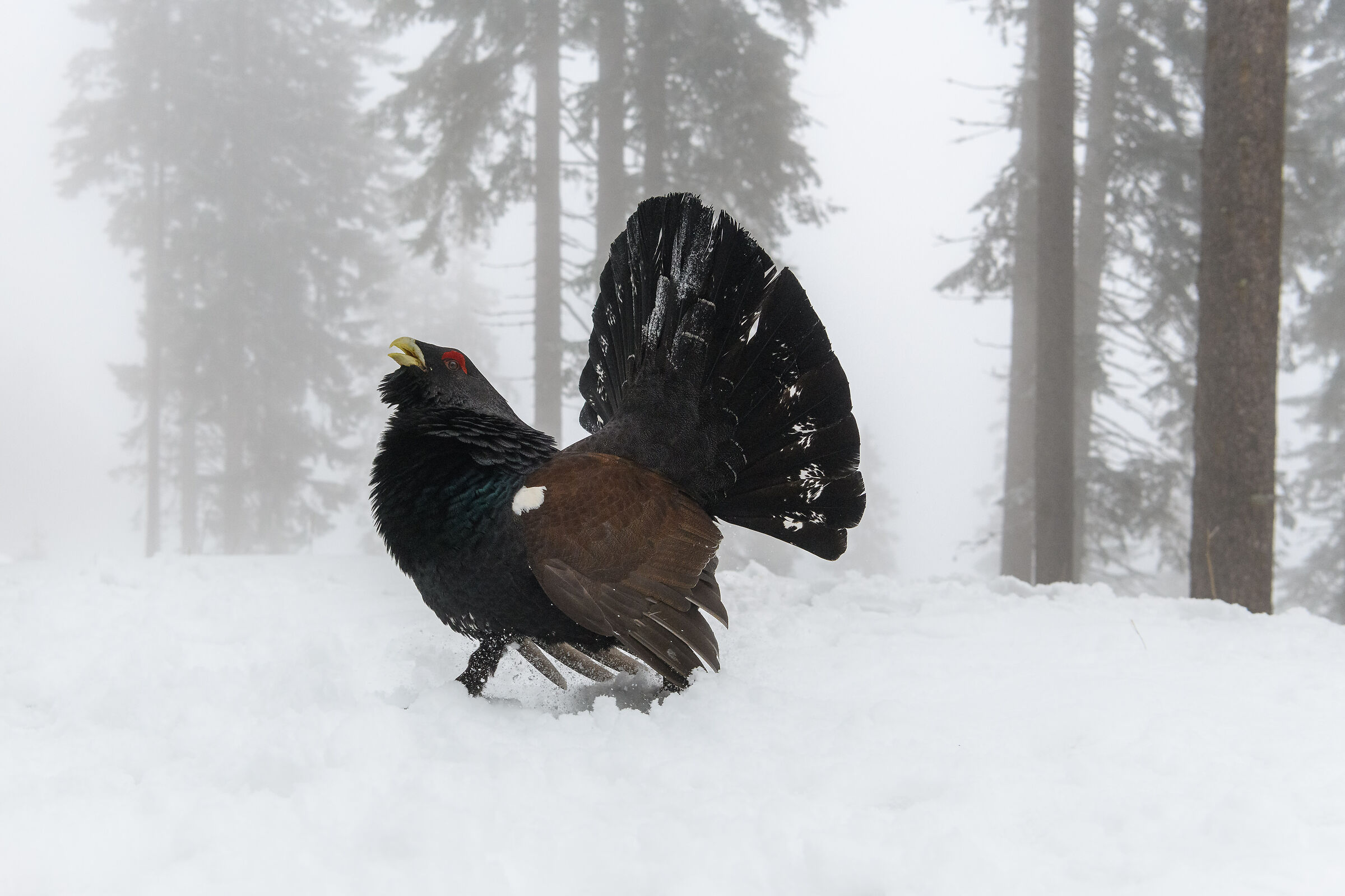 Snow and fog with Capercaillie...