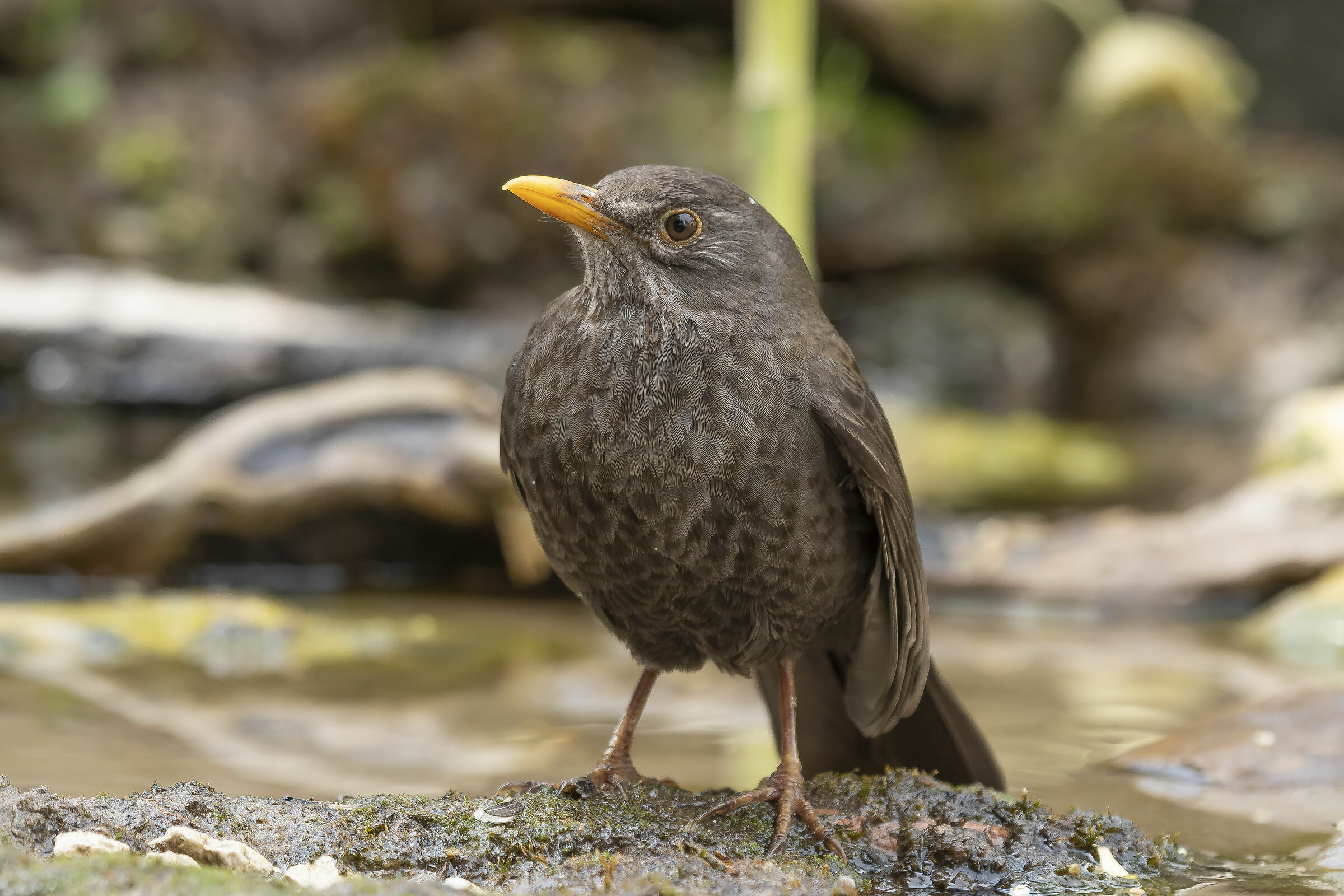 Immature Blackbird of about a year...