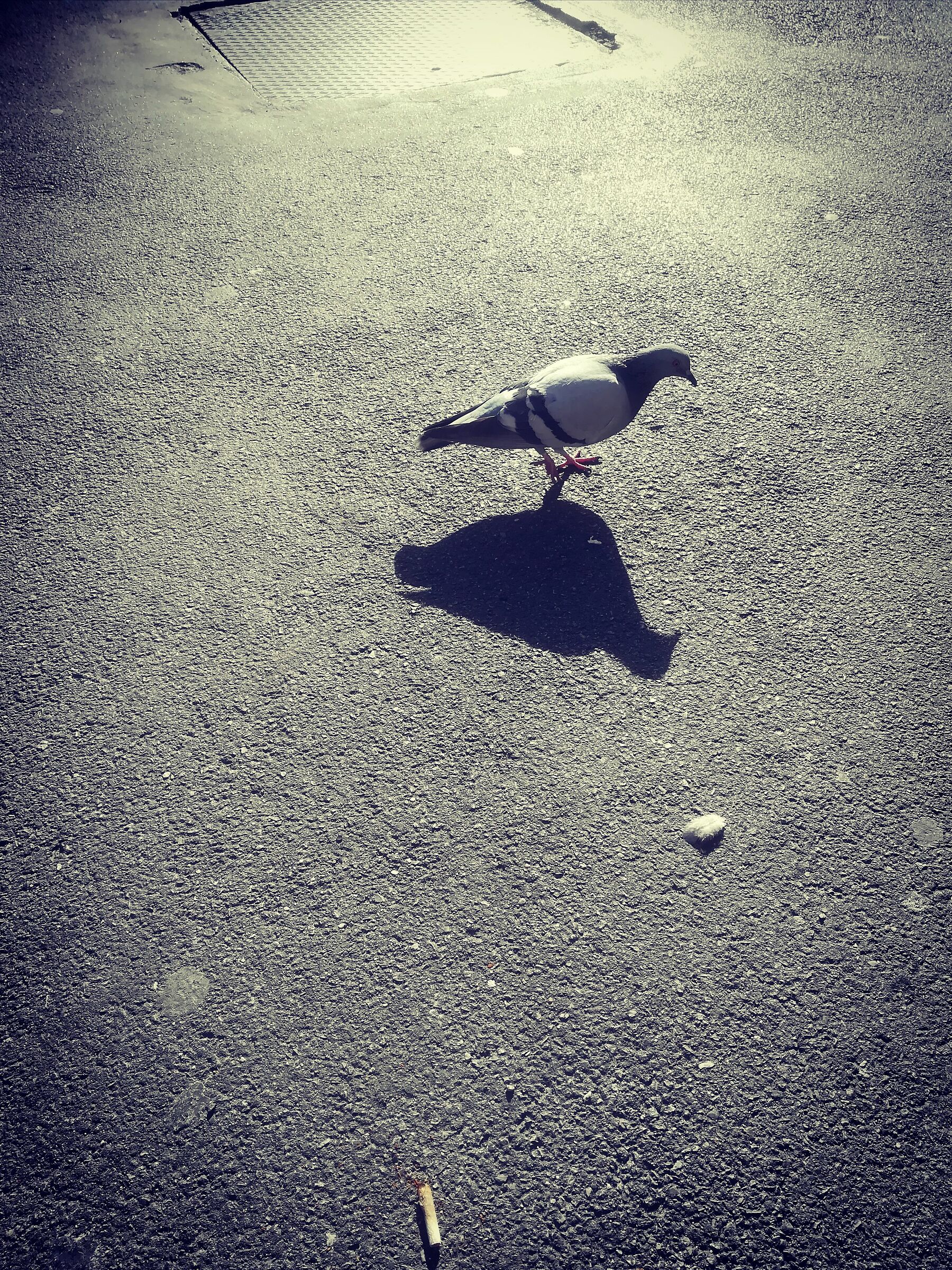 Il piccione solitario...