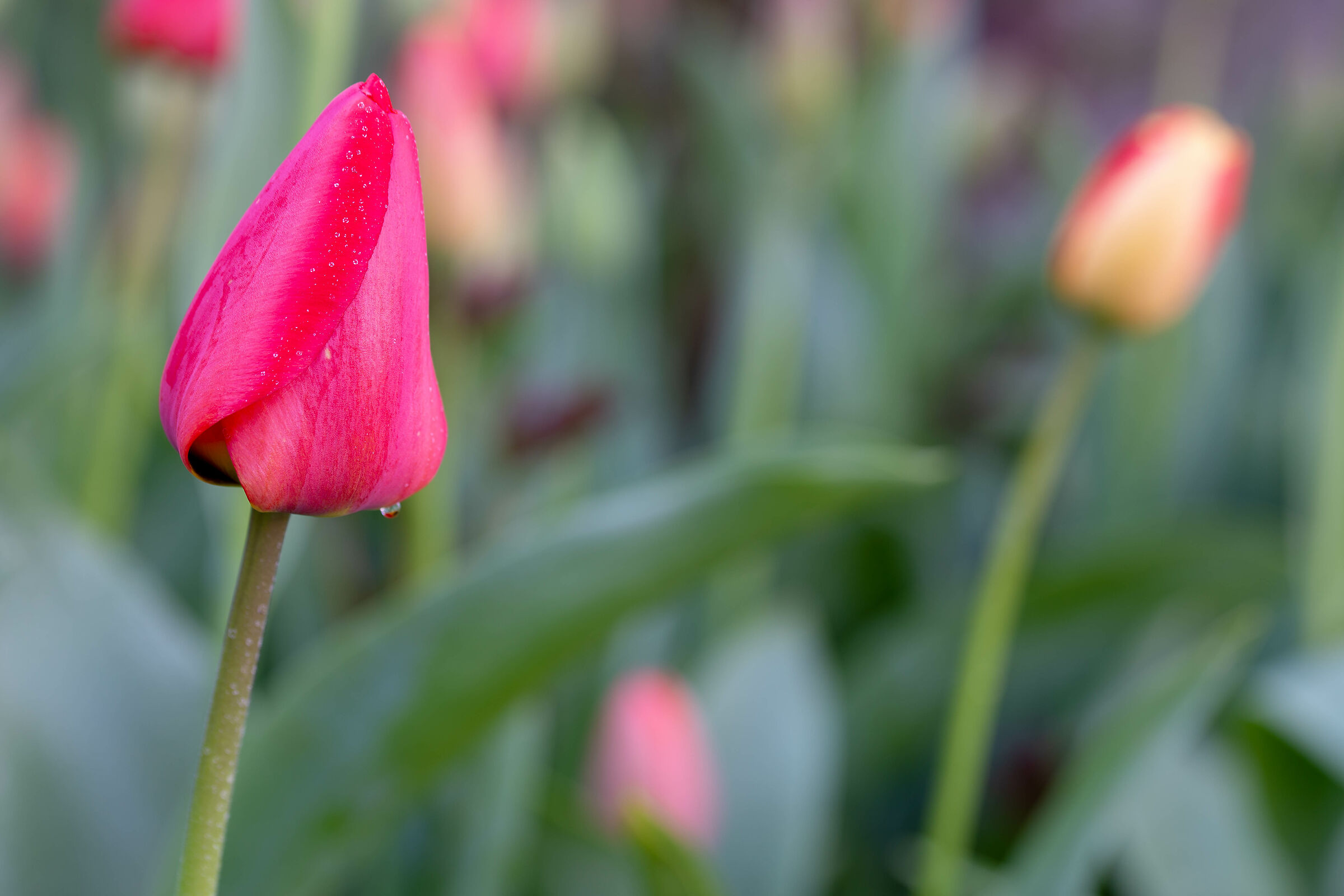 Tulipano Viola 2...