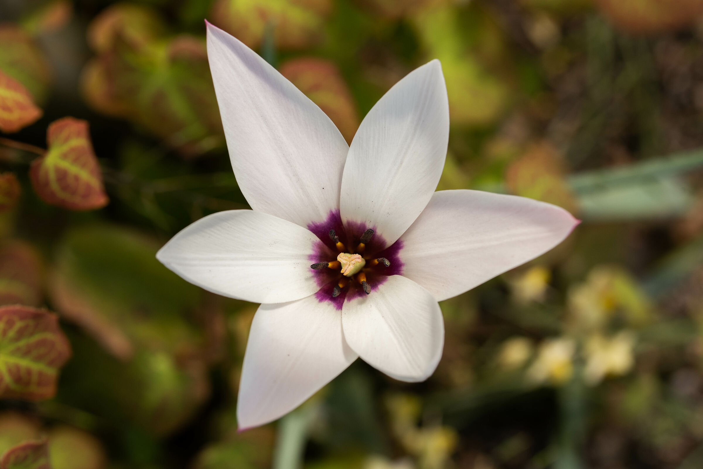Star Tulip...