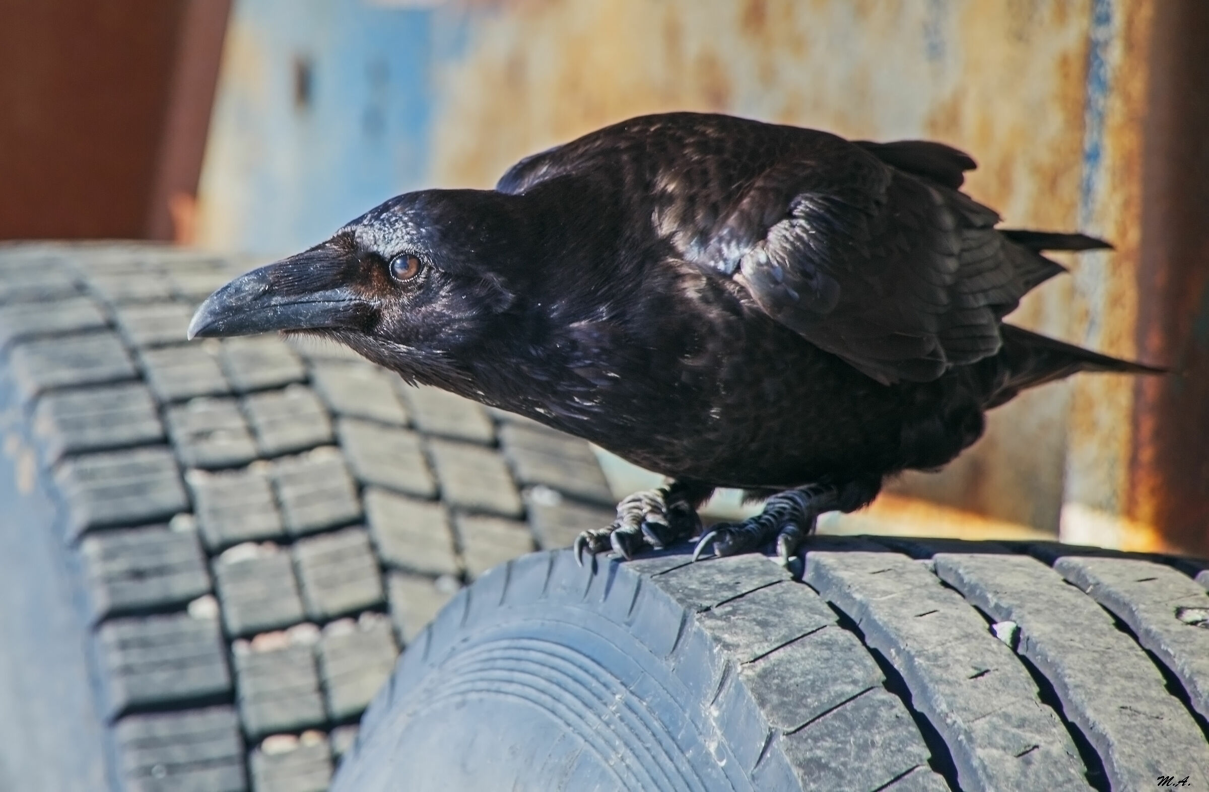 Imperial Crow on tires of a truck...