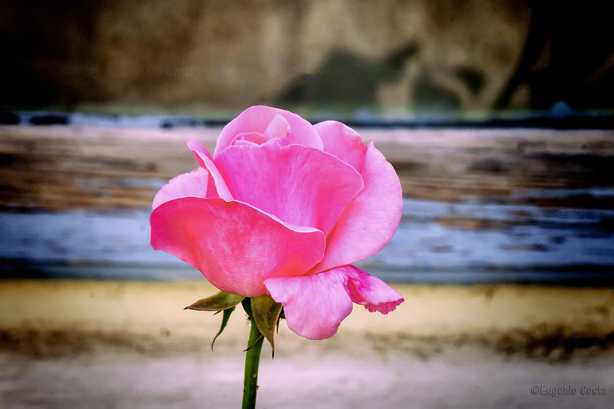 La rosa di Proust...