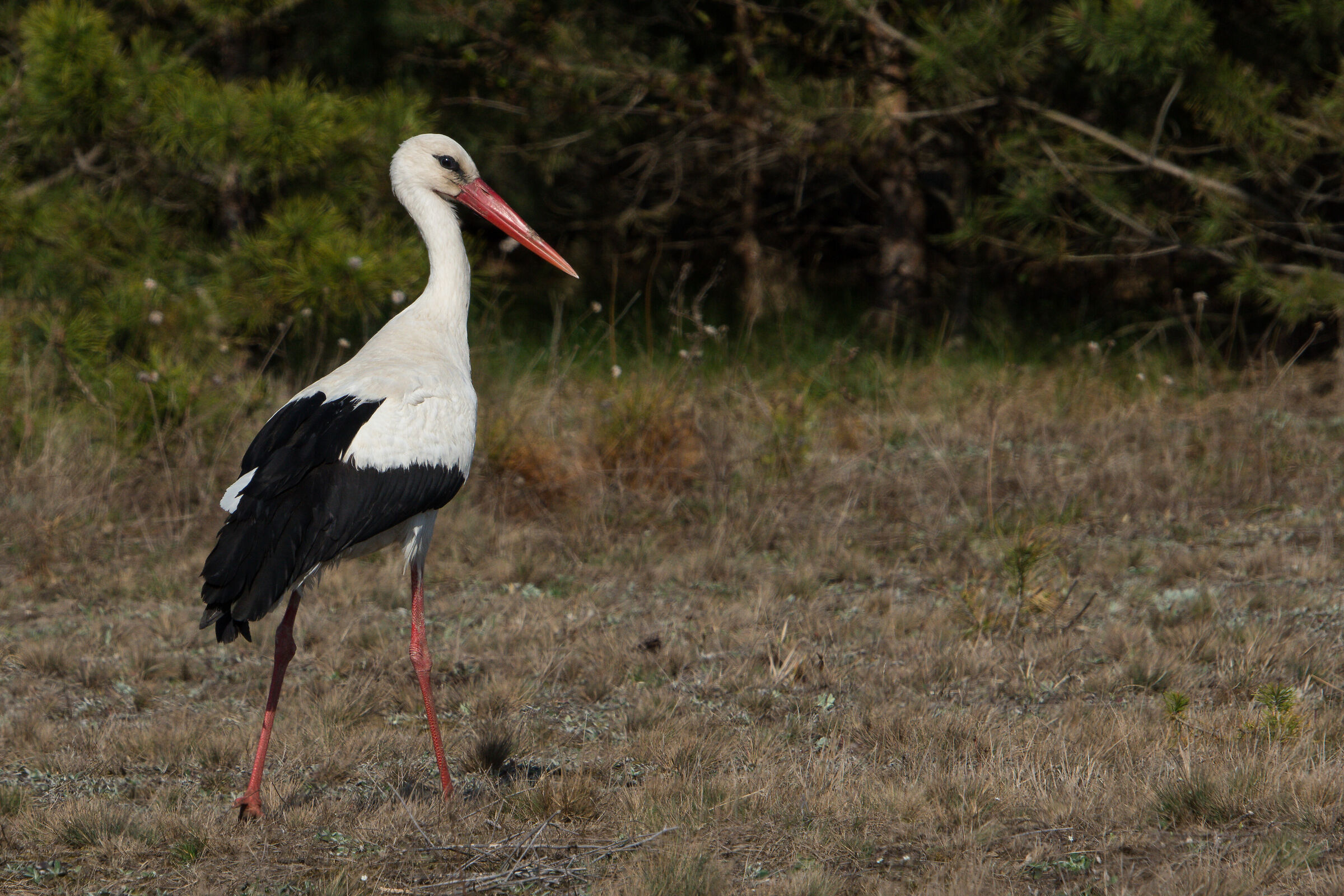 White stork (Ciconia ciconia)...