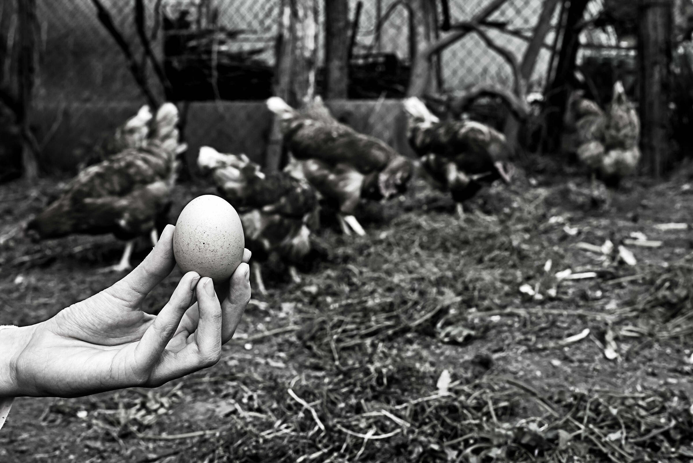 Meglio un uovo oggi o una gallina domani?...