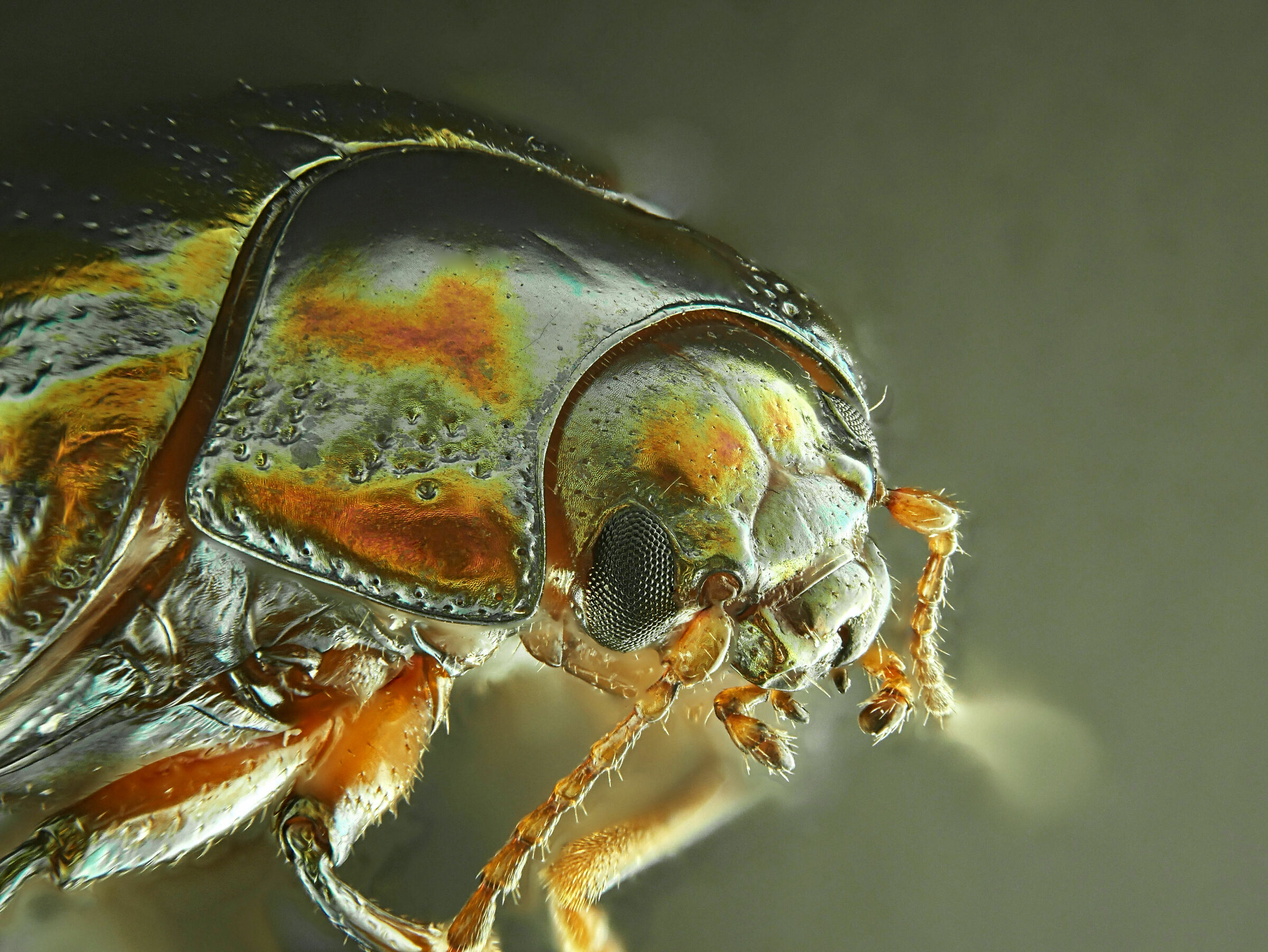 Coleoptera > Chrysomelidae > Chrysolina americana 2...