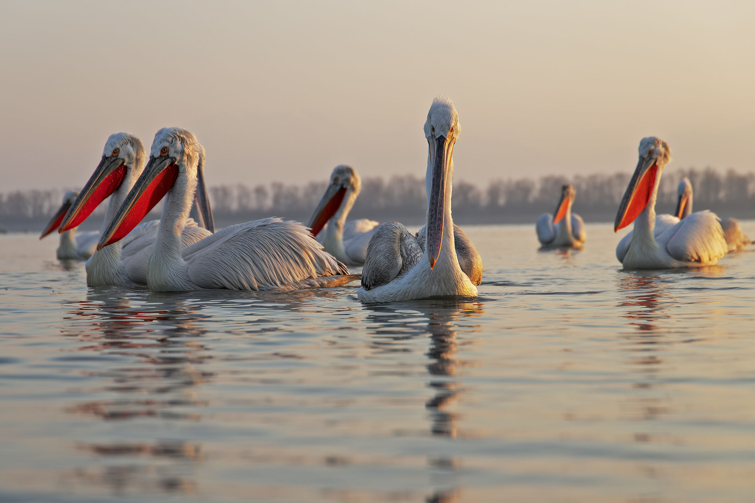 Pelicans at the first light of day ...