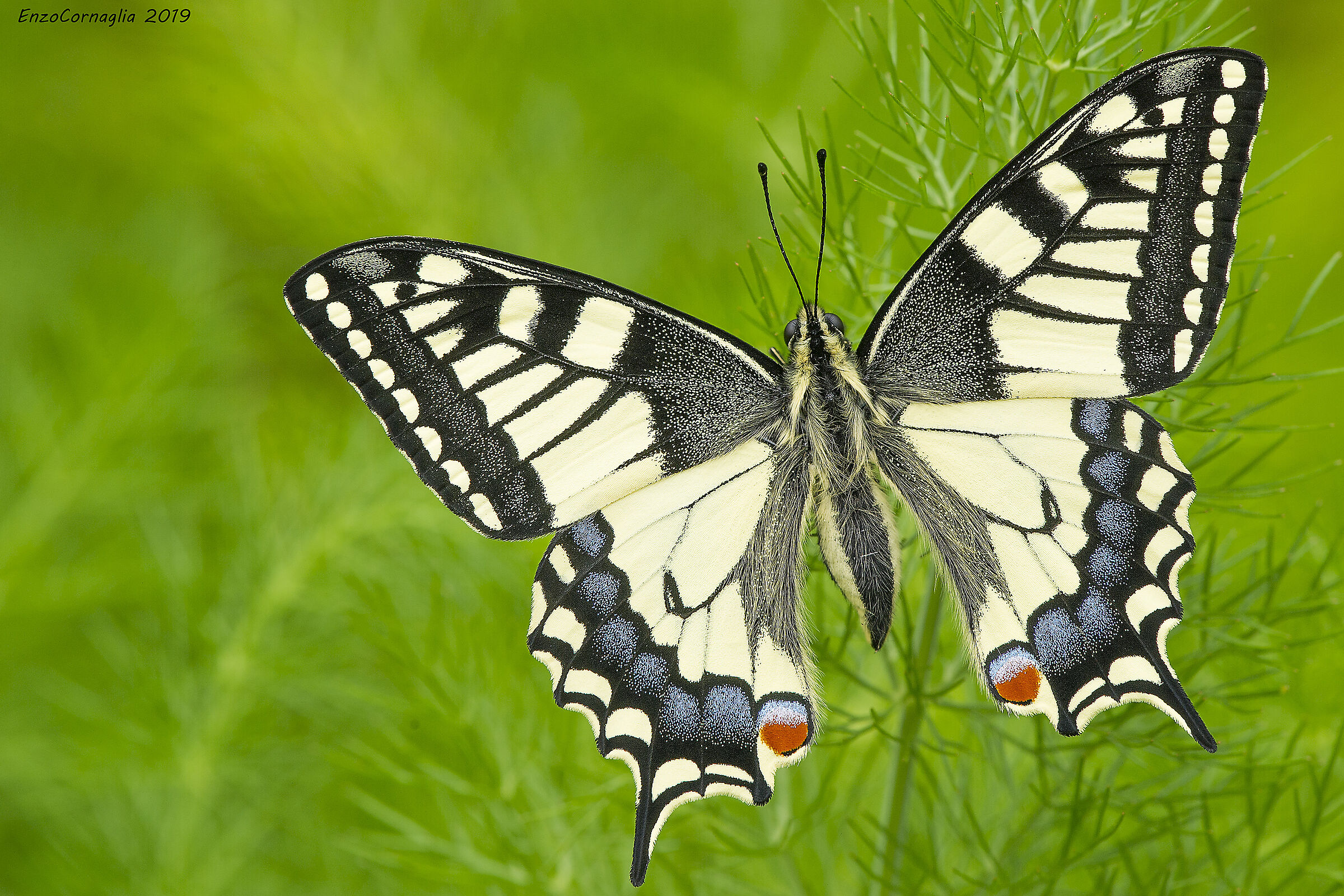 The Papilio Machaon...