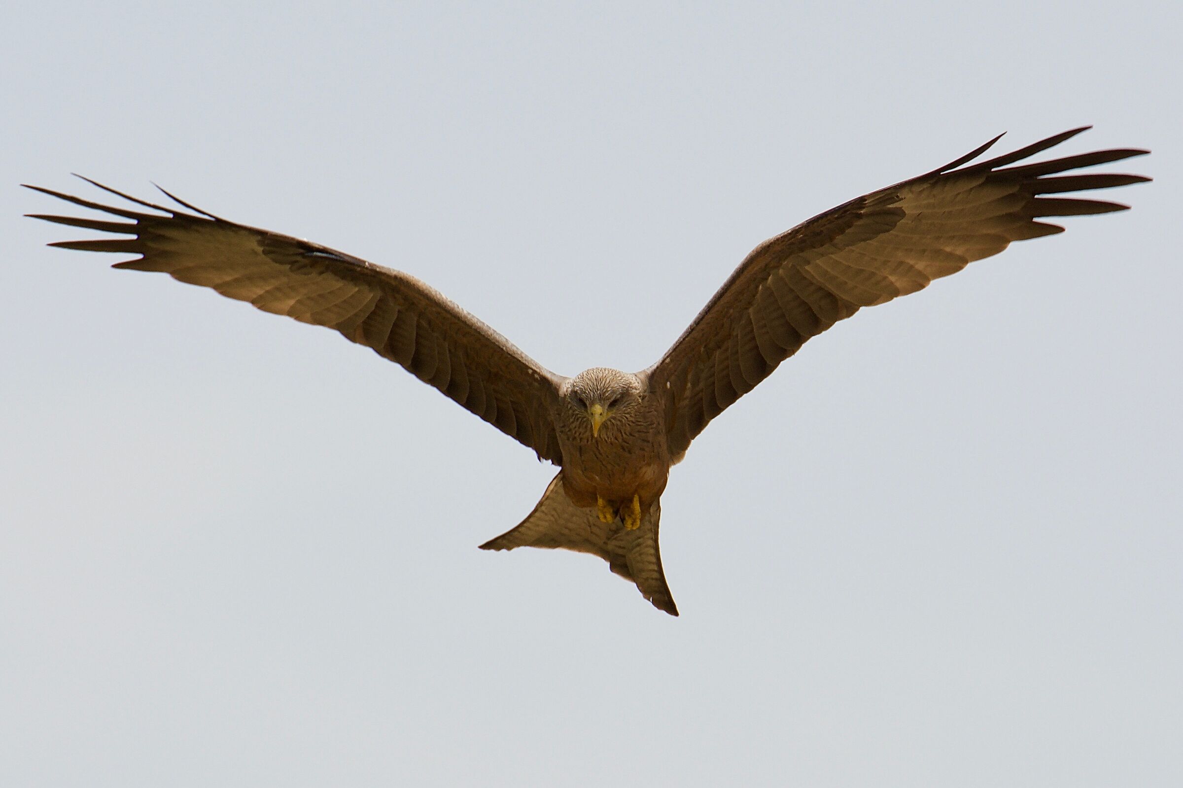 African Brown Kite...
