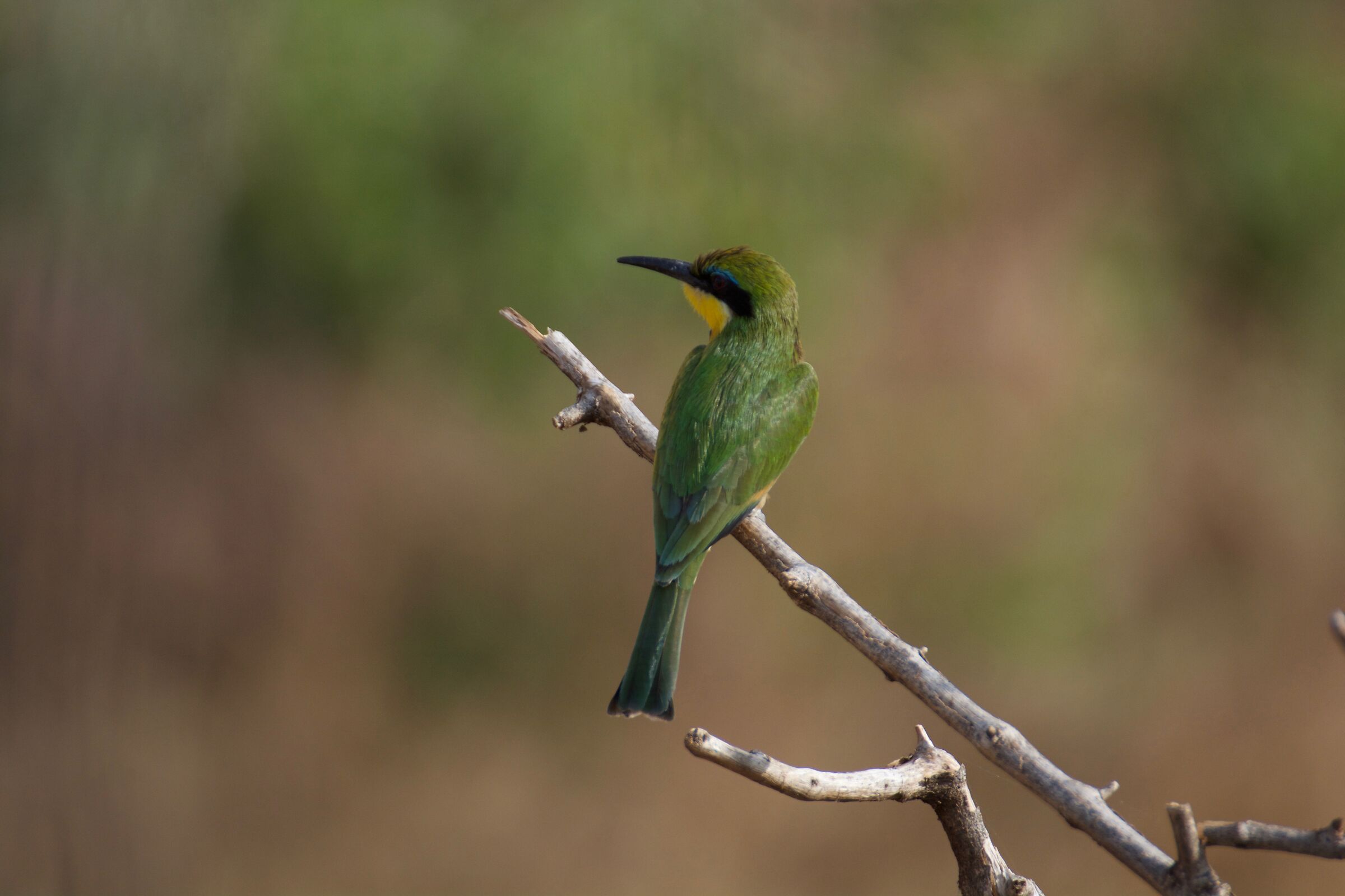 bee eater...