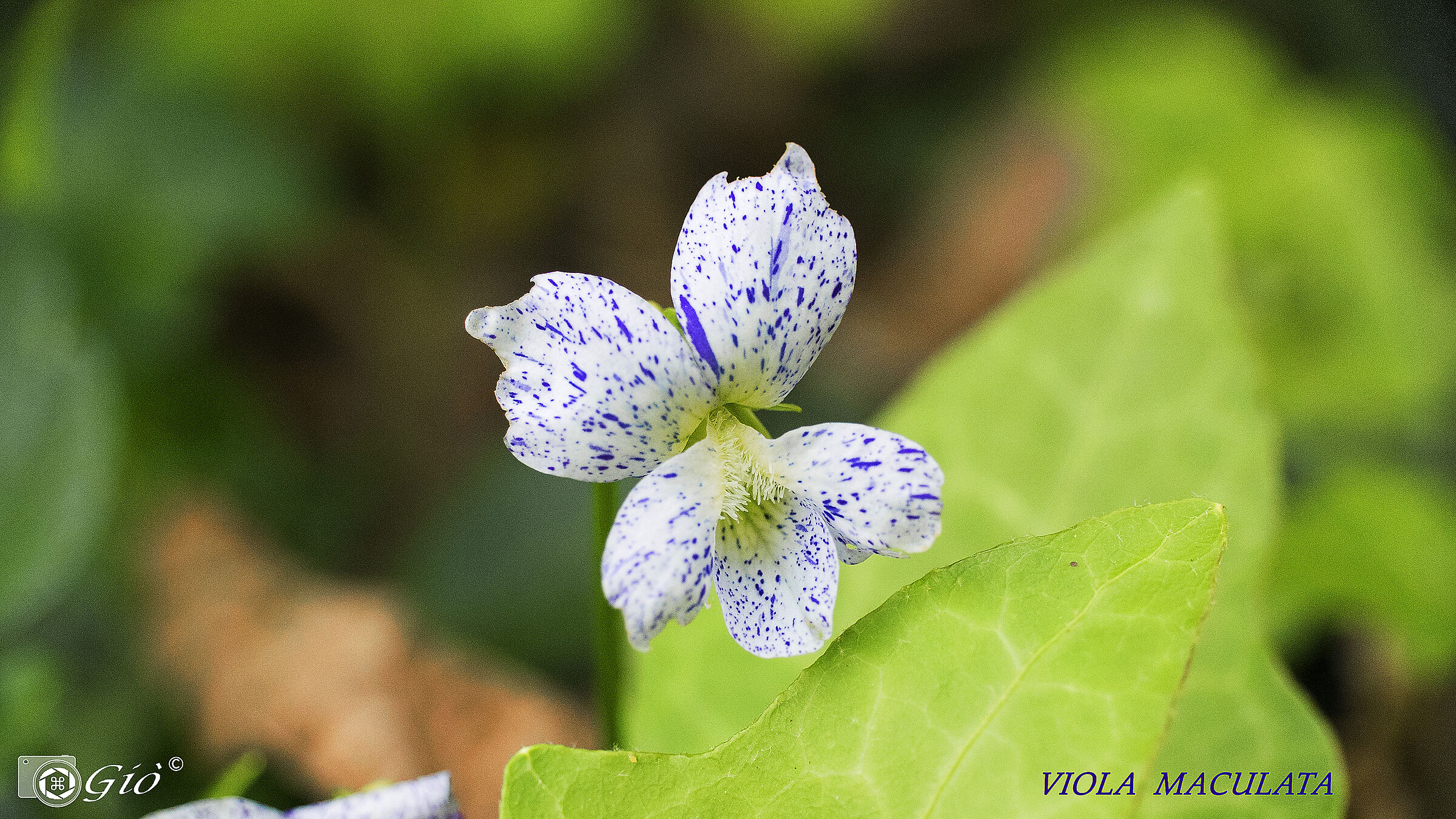 rara viola maculata...