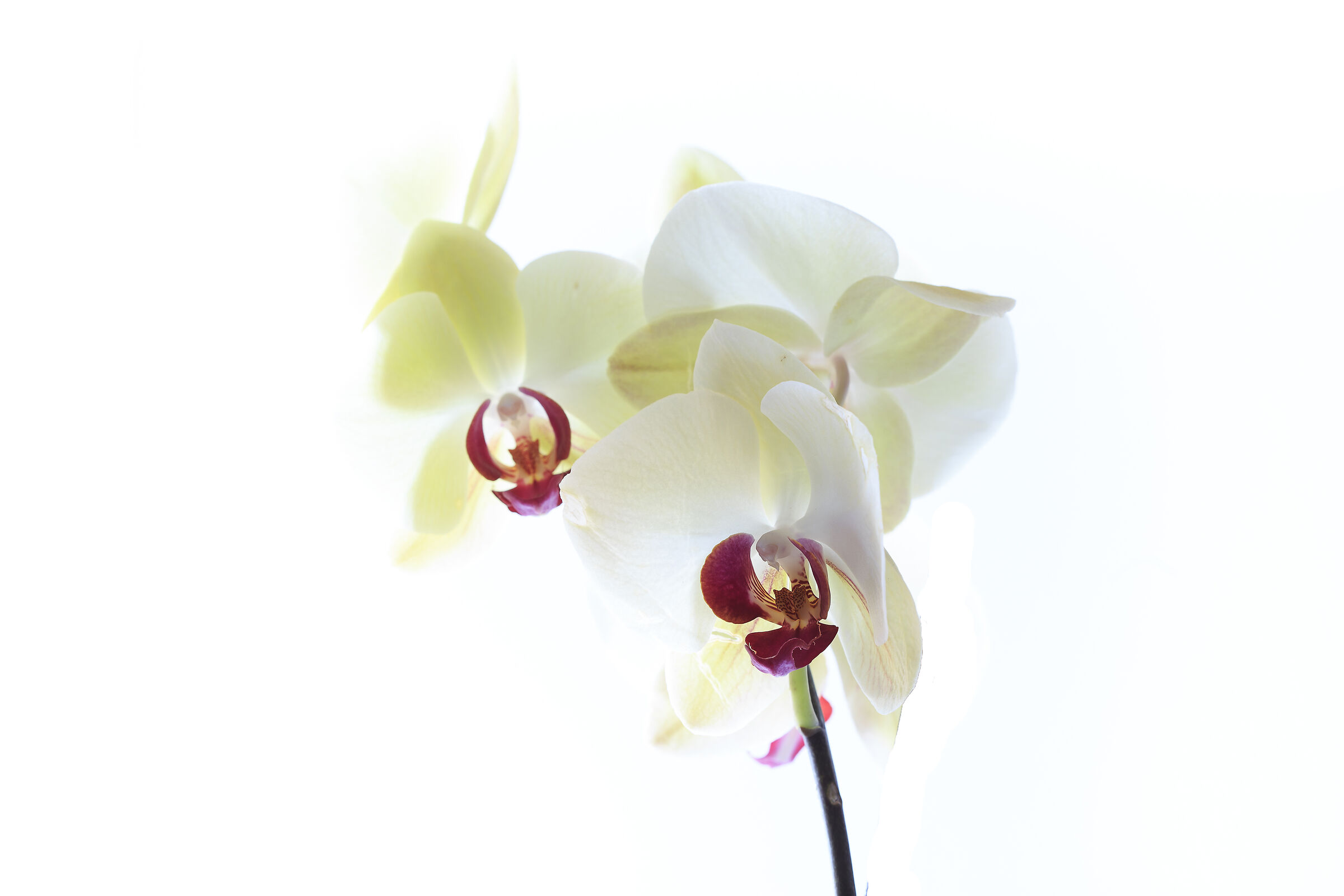 Orchidea in High Key...