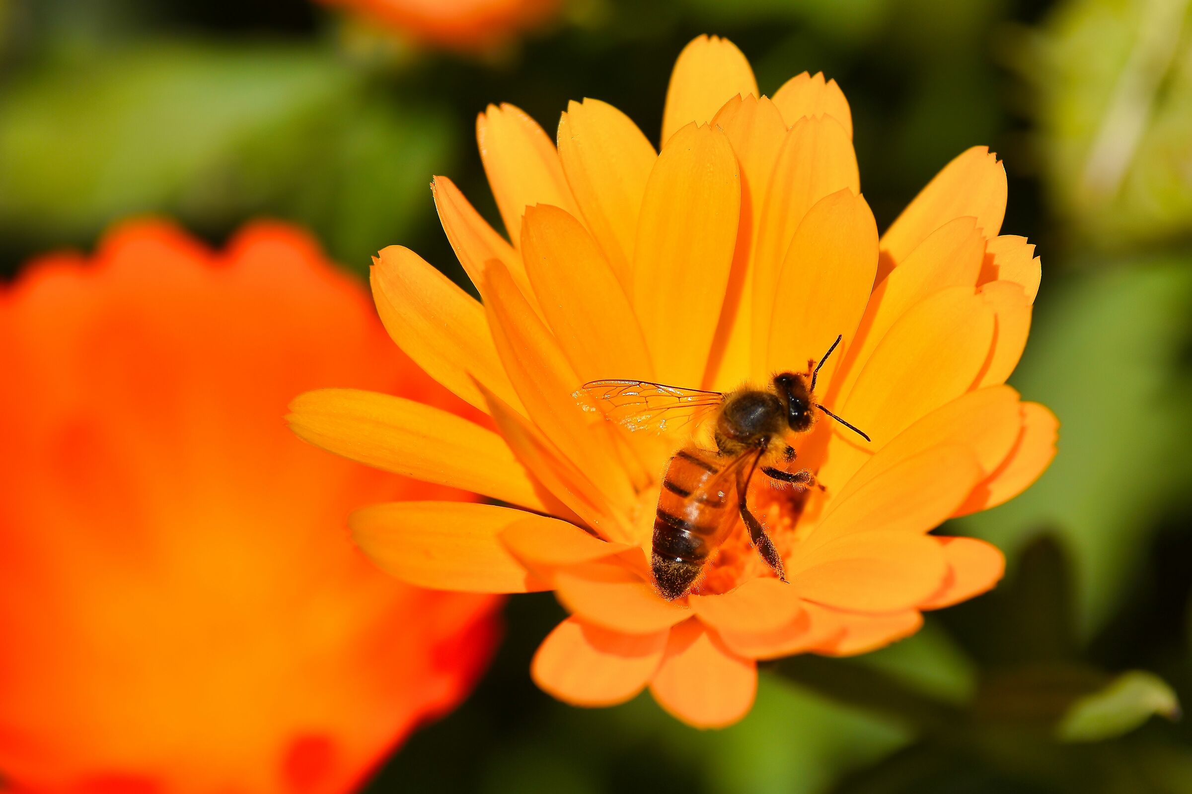 Bee on Calendula...