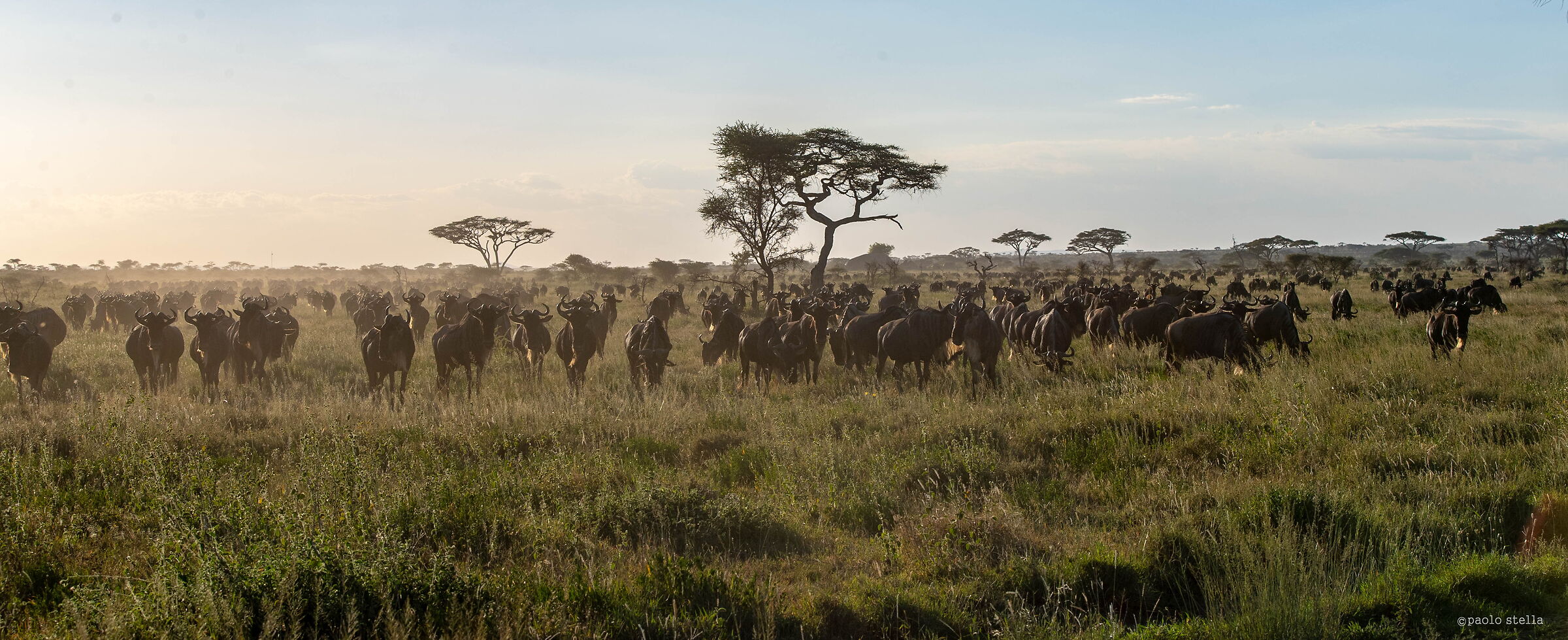 Migration in the Serengeti...