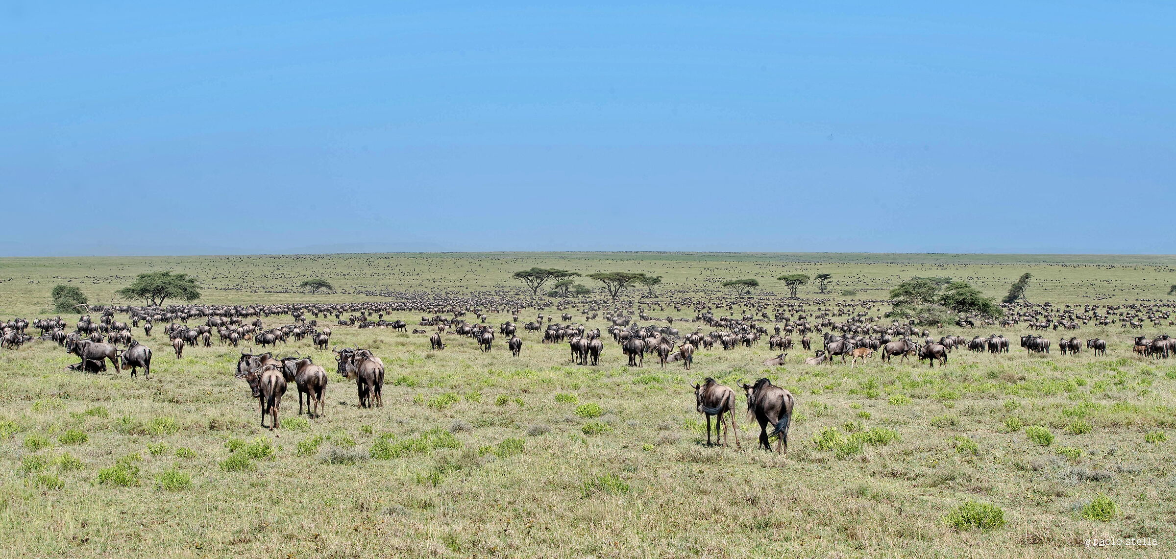 The Serengeti with the migration...