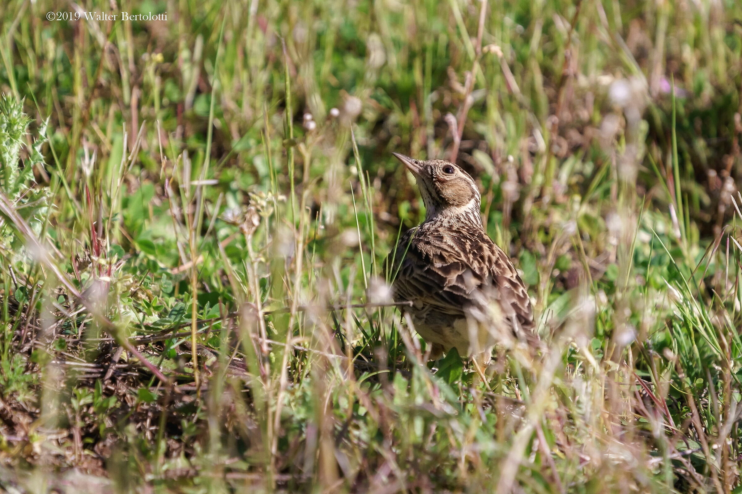The attention of the Woodlark...