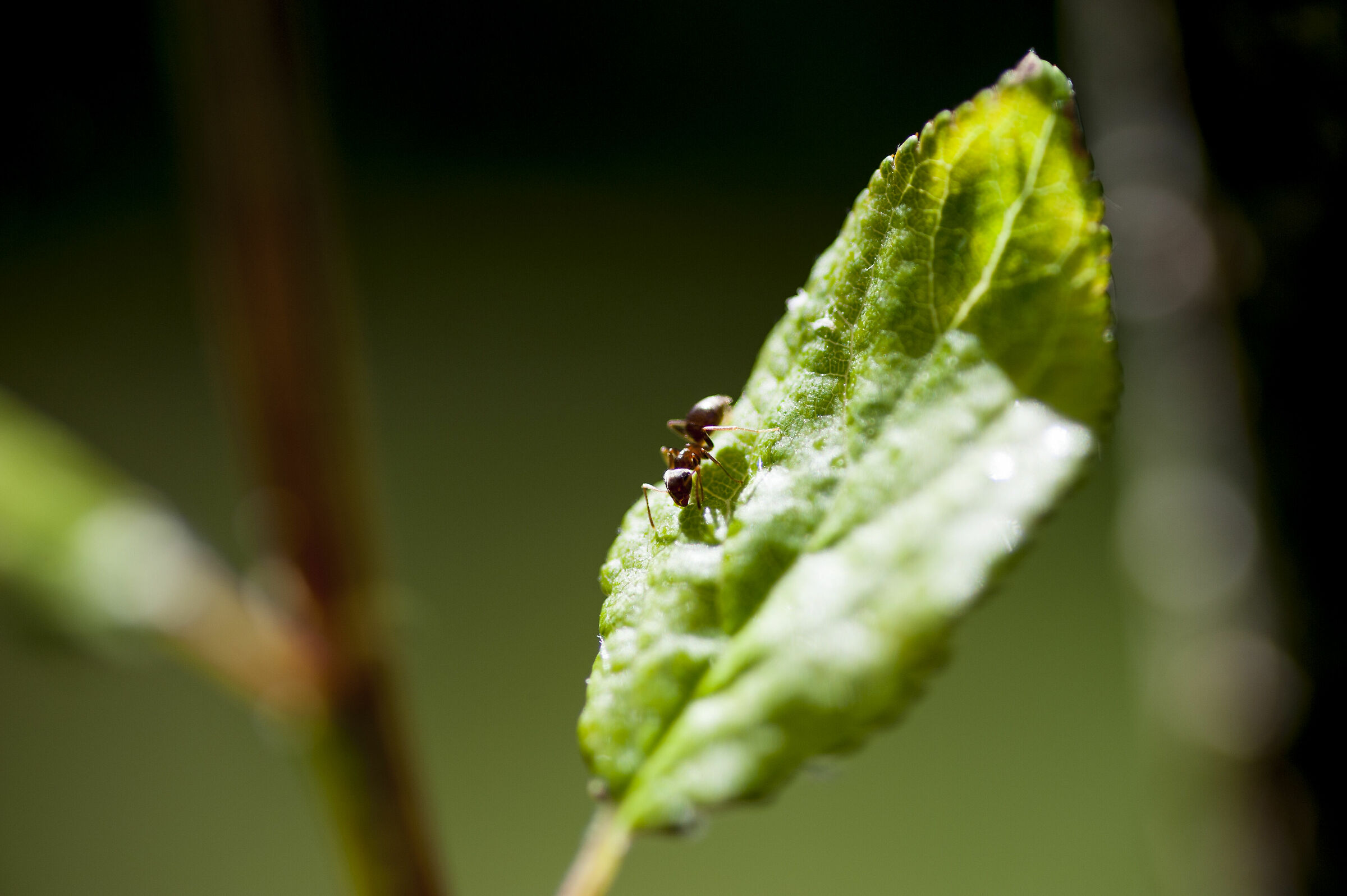 Ant...