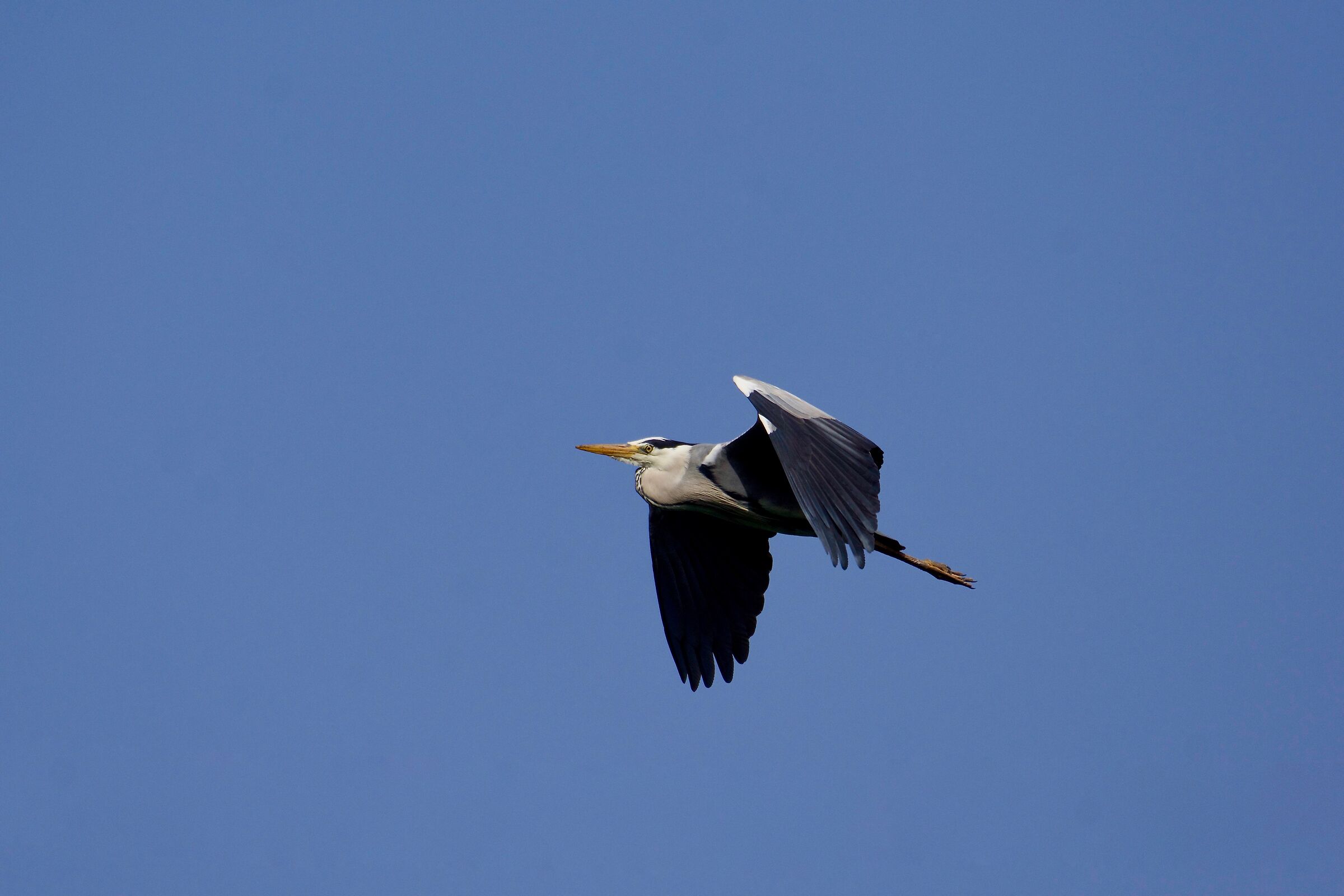 Flying Grey Heron...