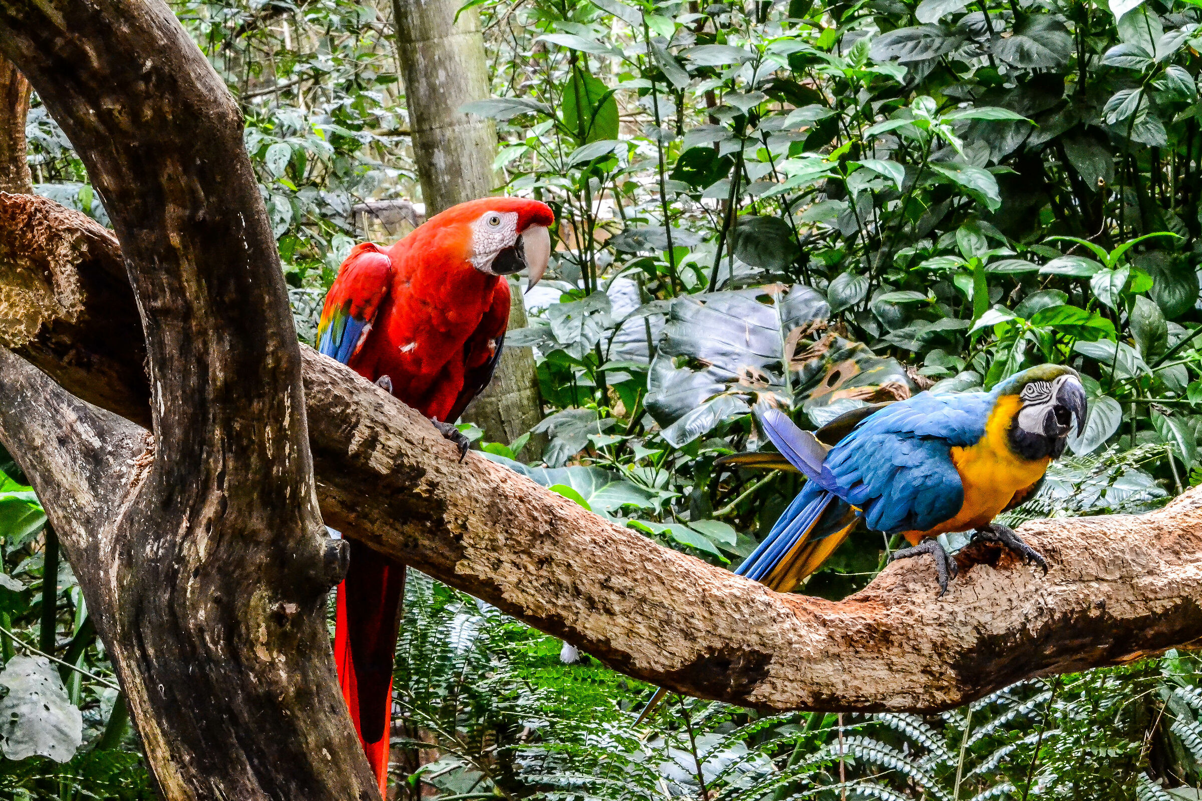 Parrots Foz de Iguaçu...