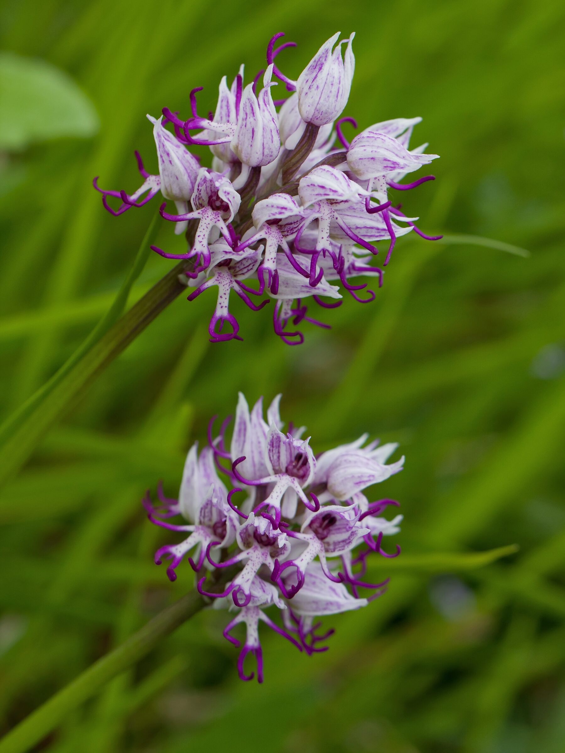 Wild Orchids: Orchis simia...