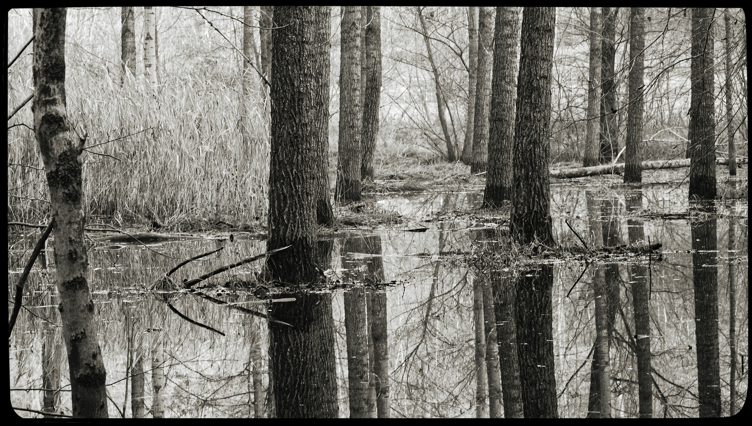 Avigliana-wetland/flooded forest...